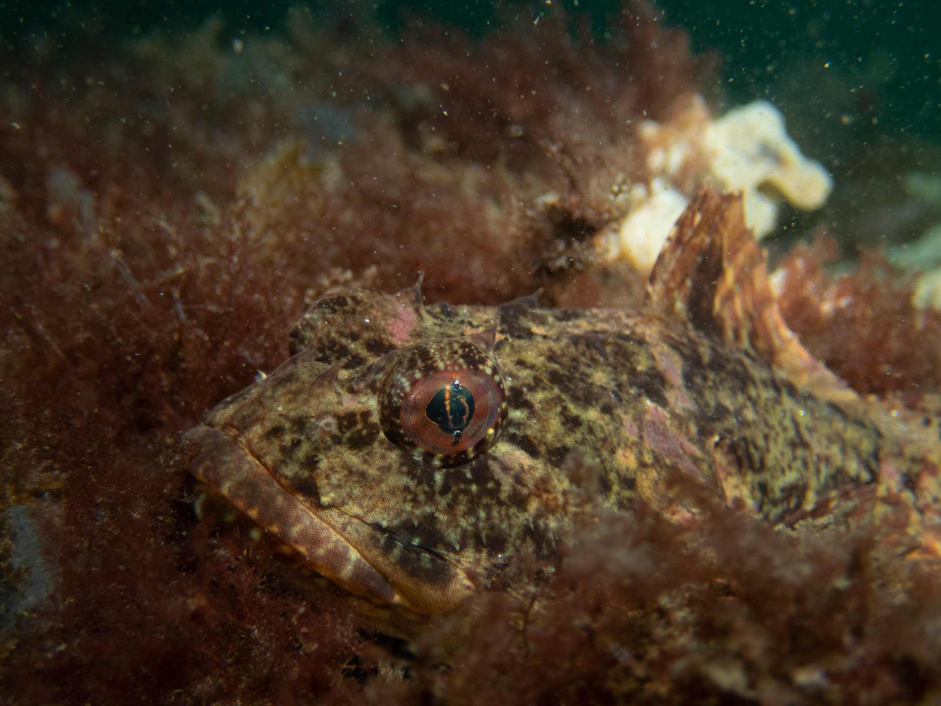 Sculpin