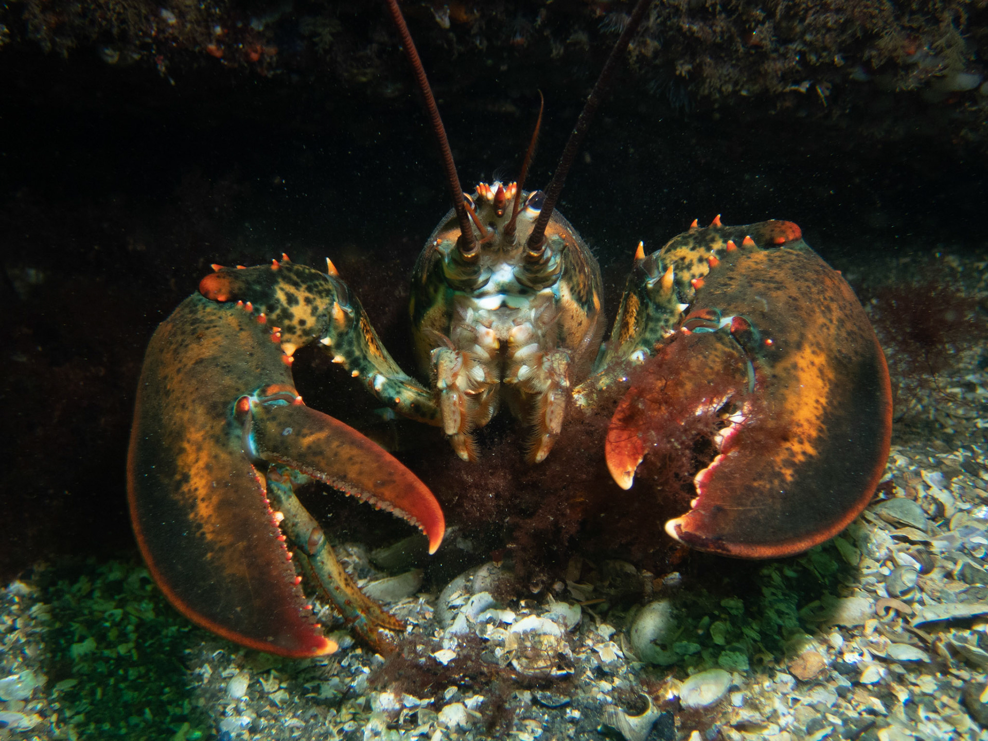 American Lobster