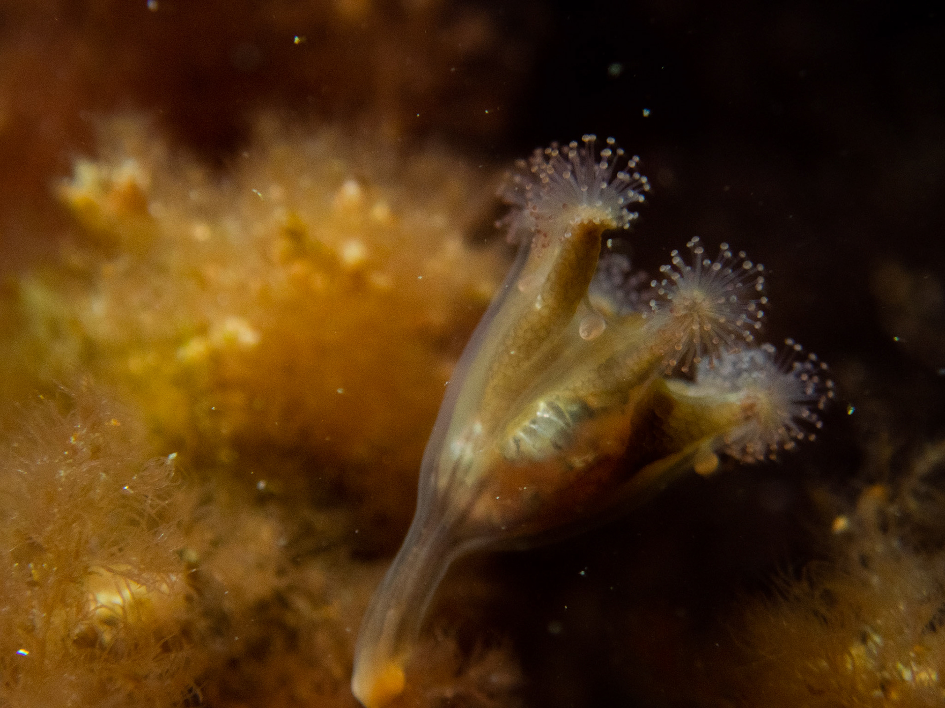 Stalked jellyfish