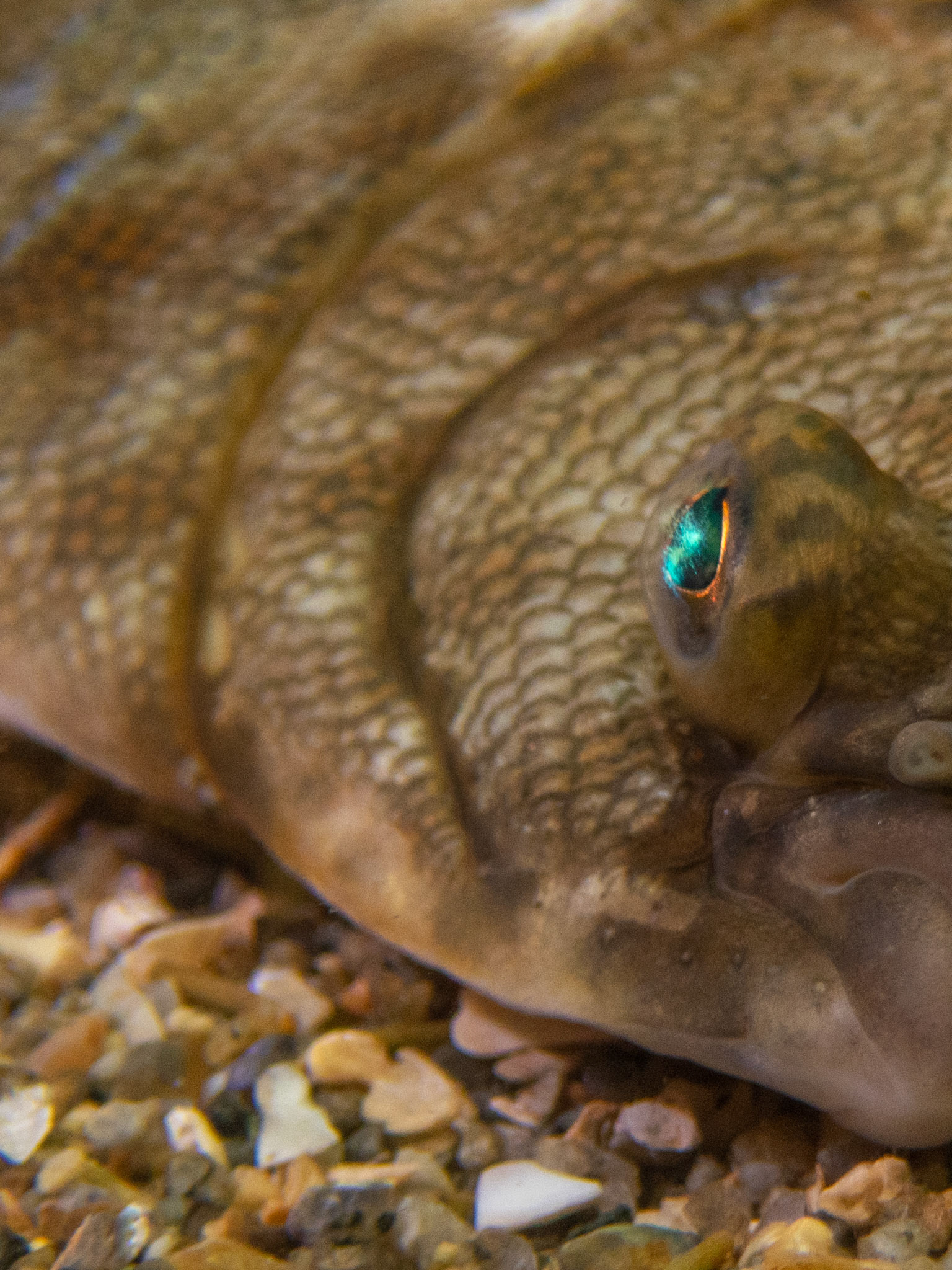 Left flounder