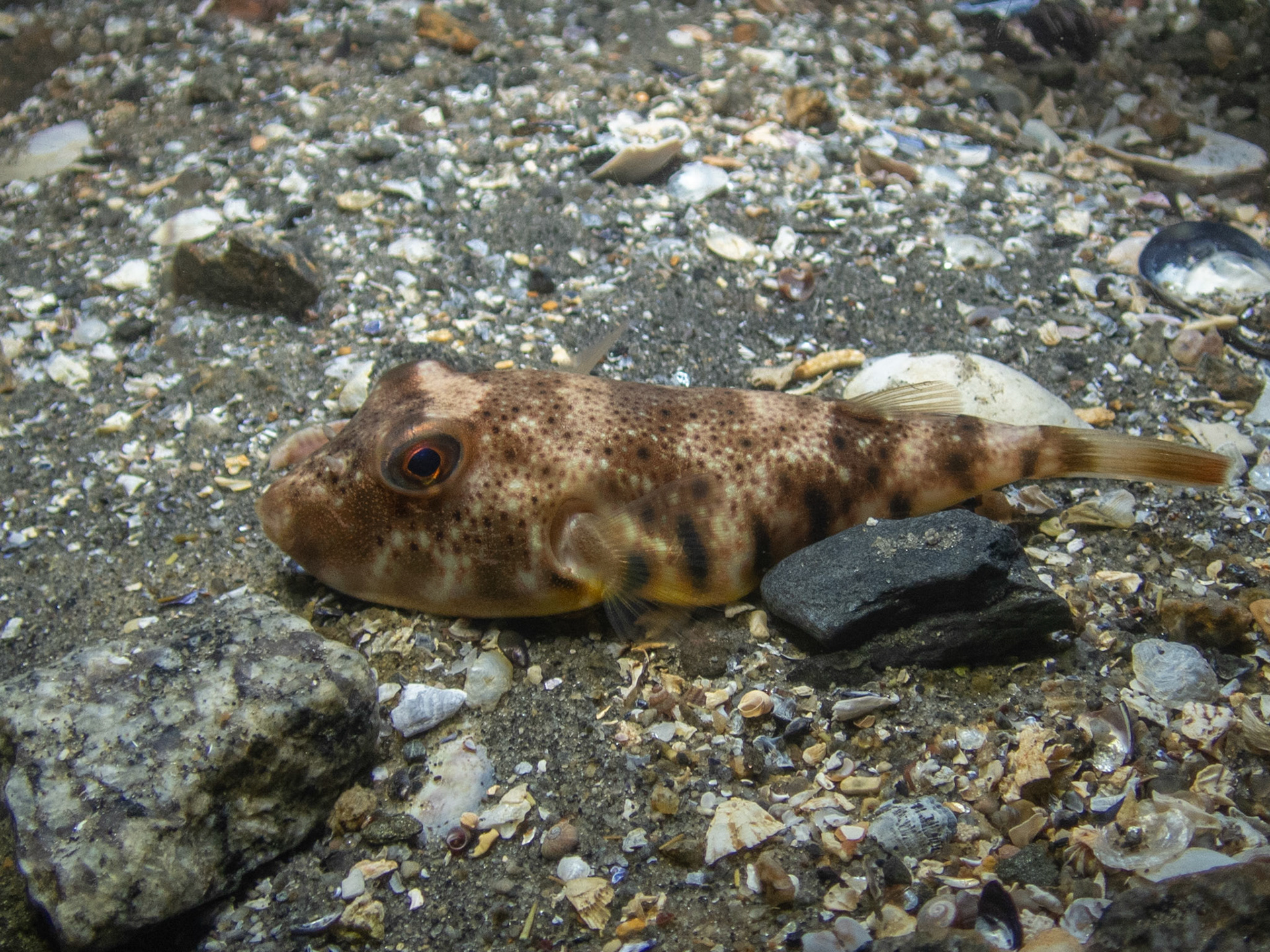 Northern puffer