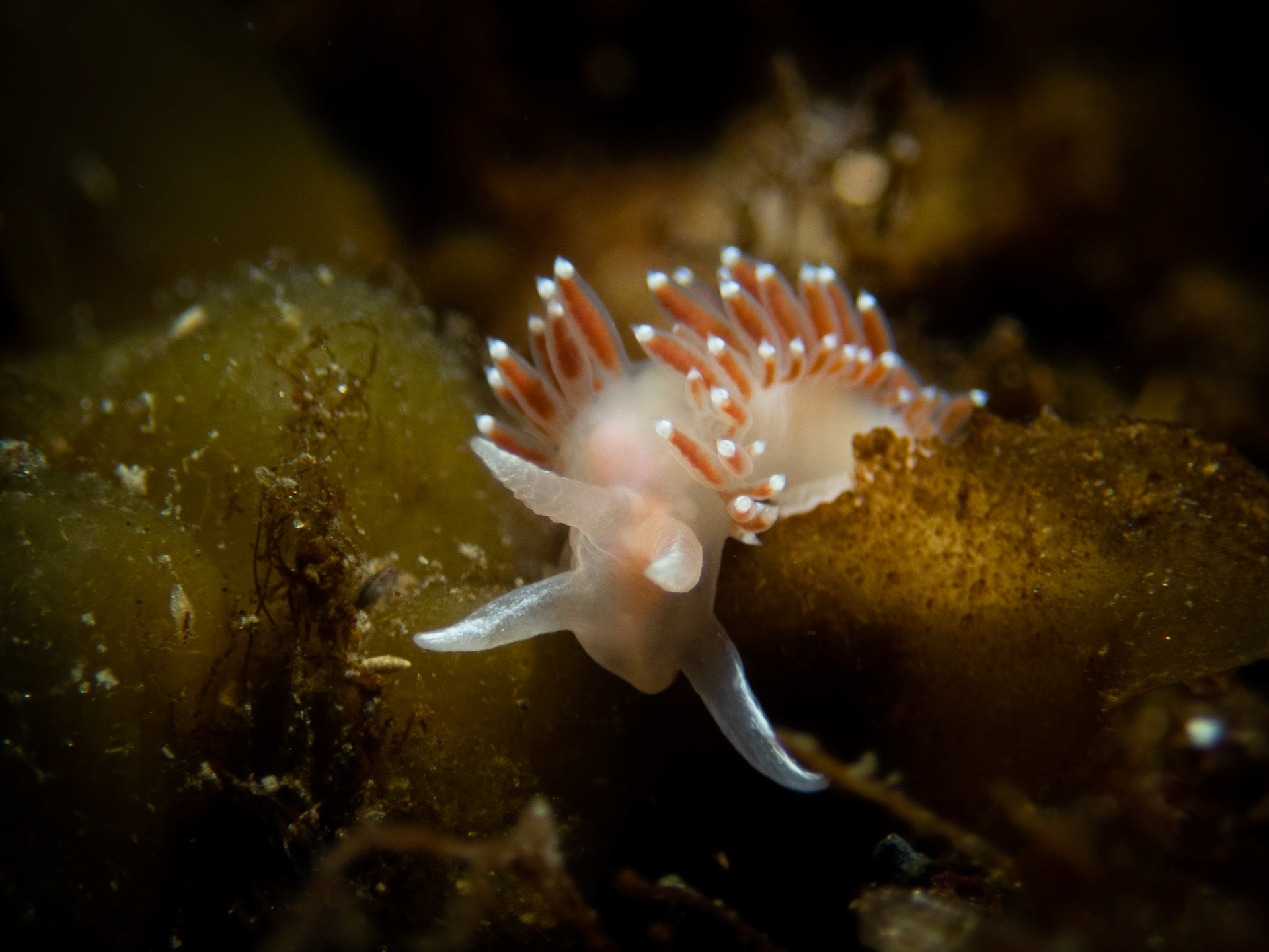 Flabellina verrucosa