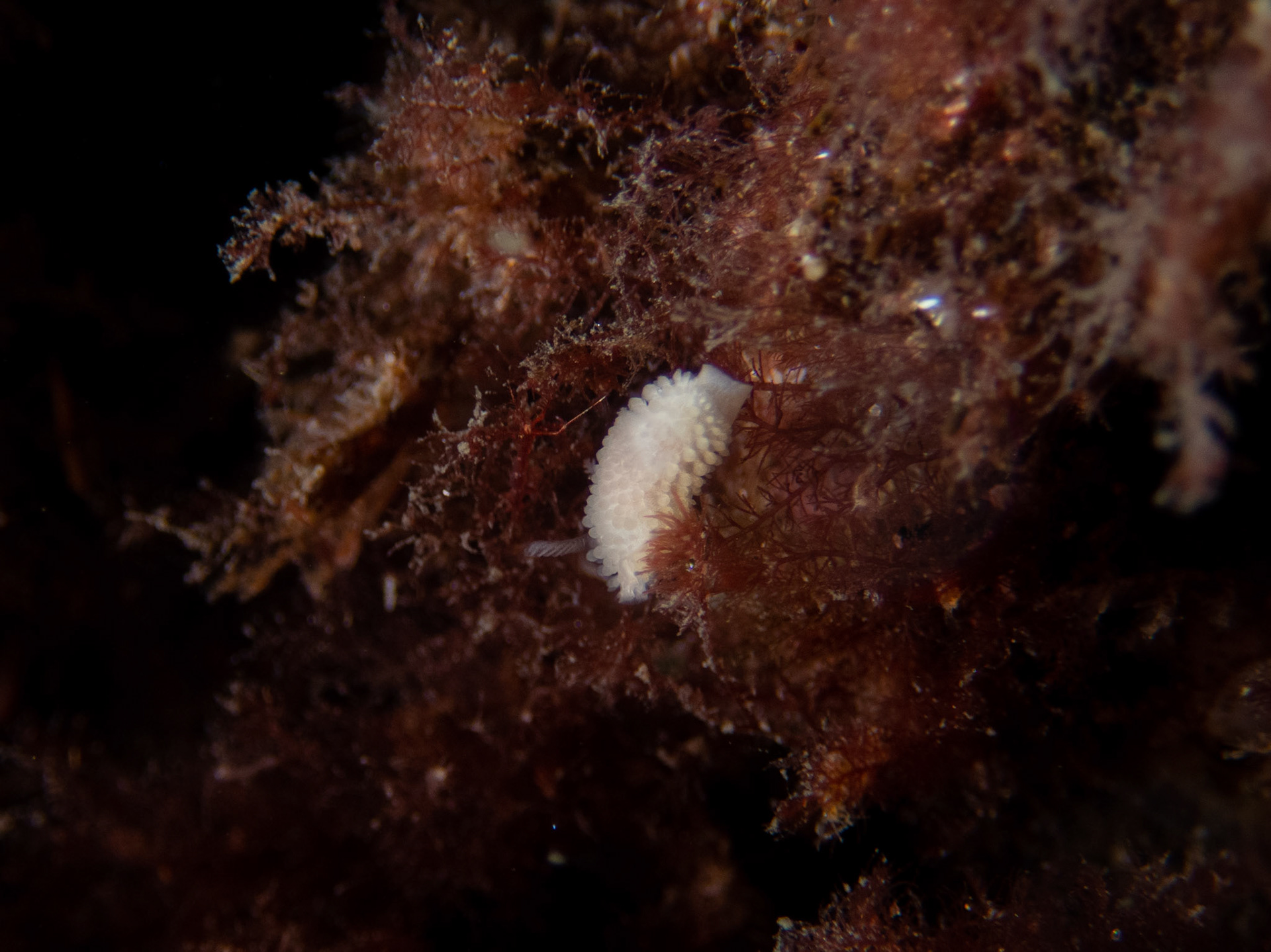 Fuzzy Onchidoris
