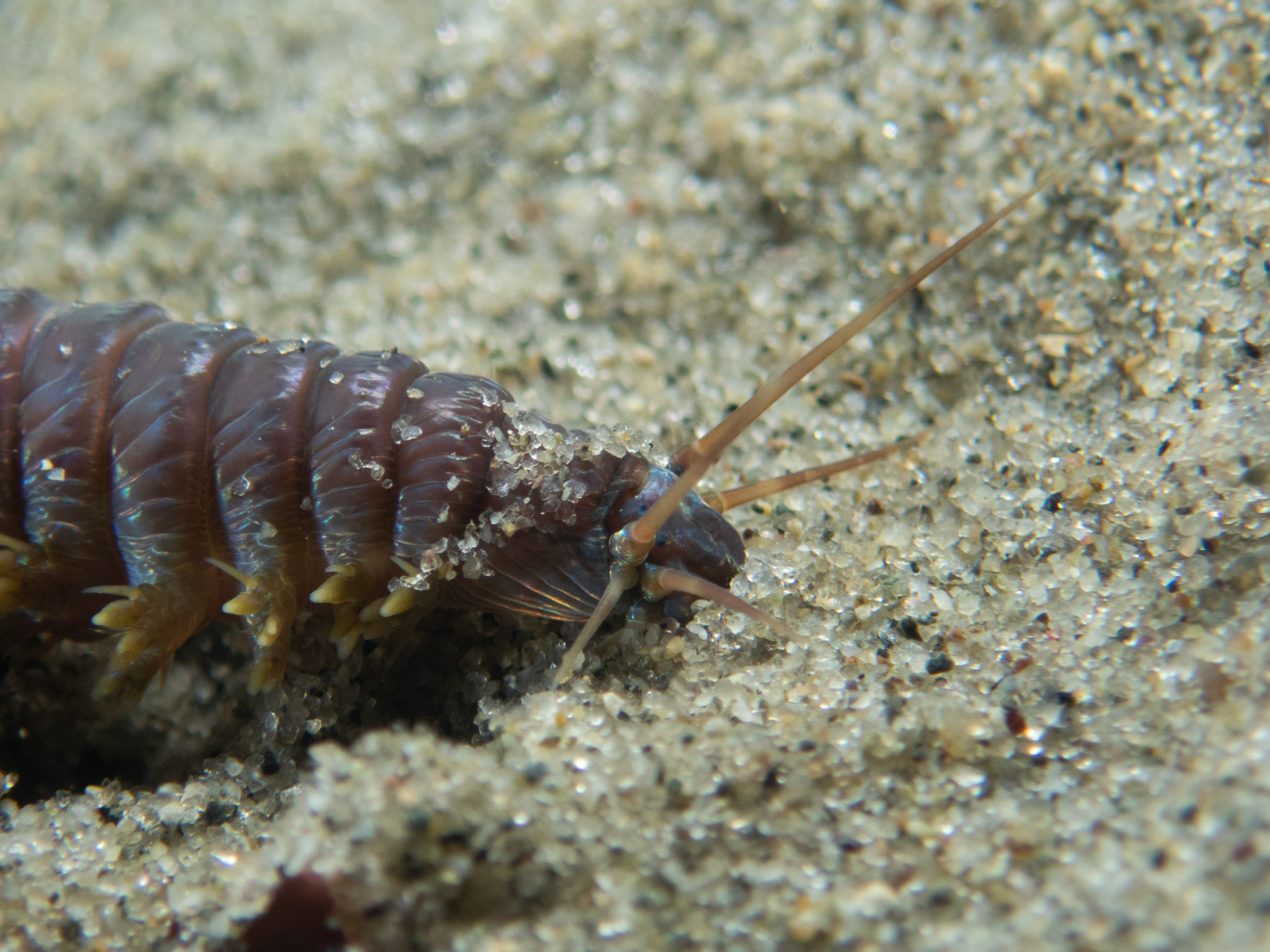 Clam worm