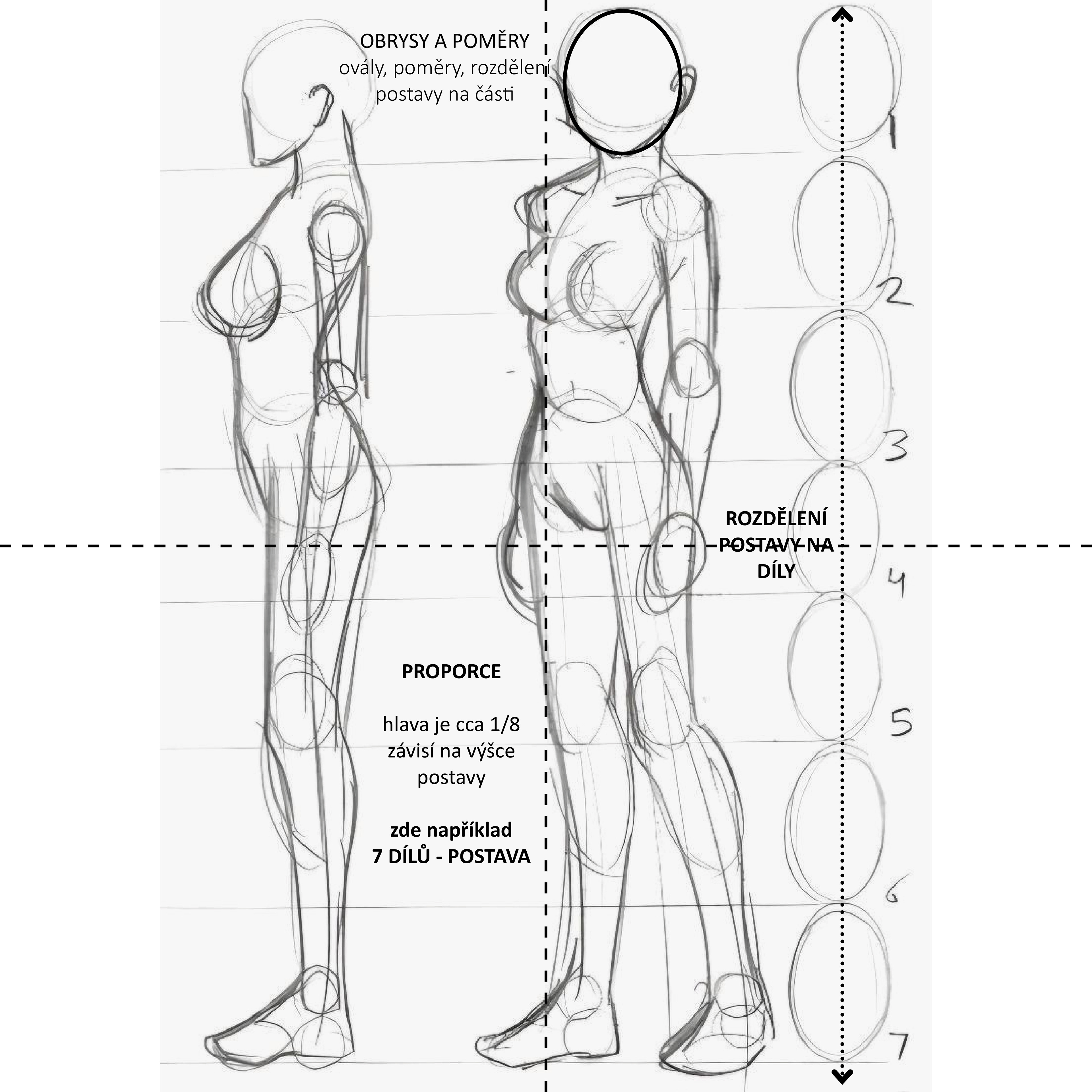 Postava, díly, proporce