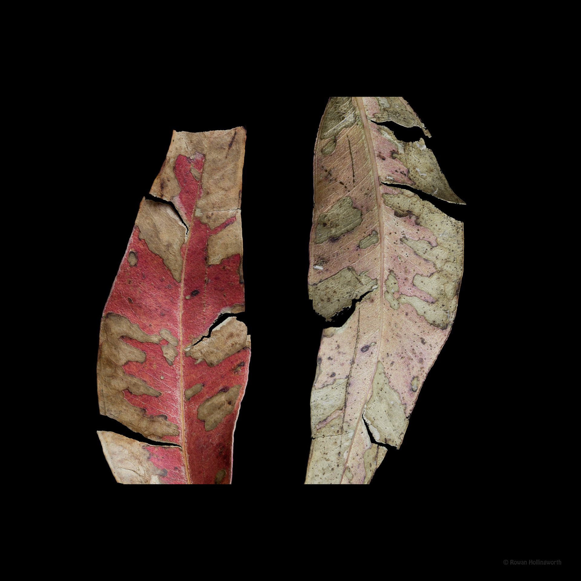 Two Leaves