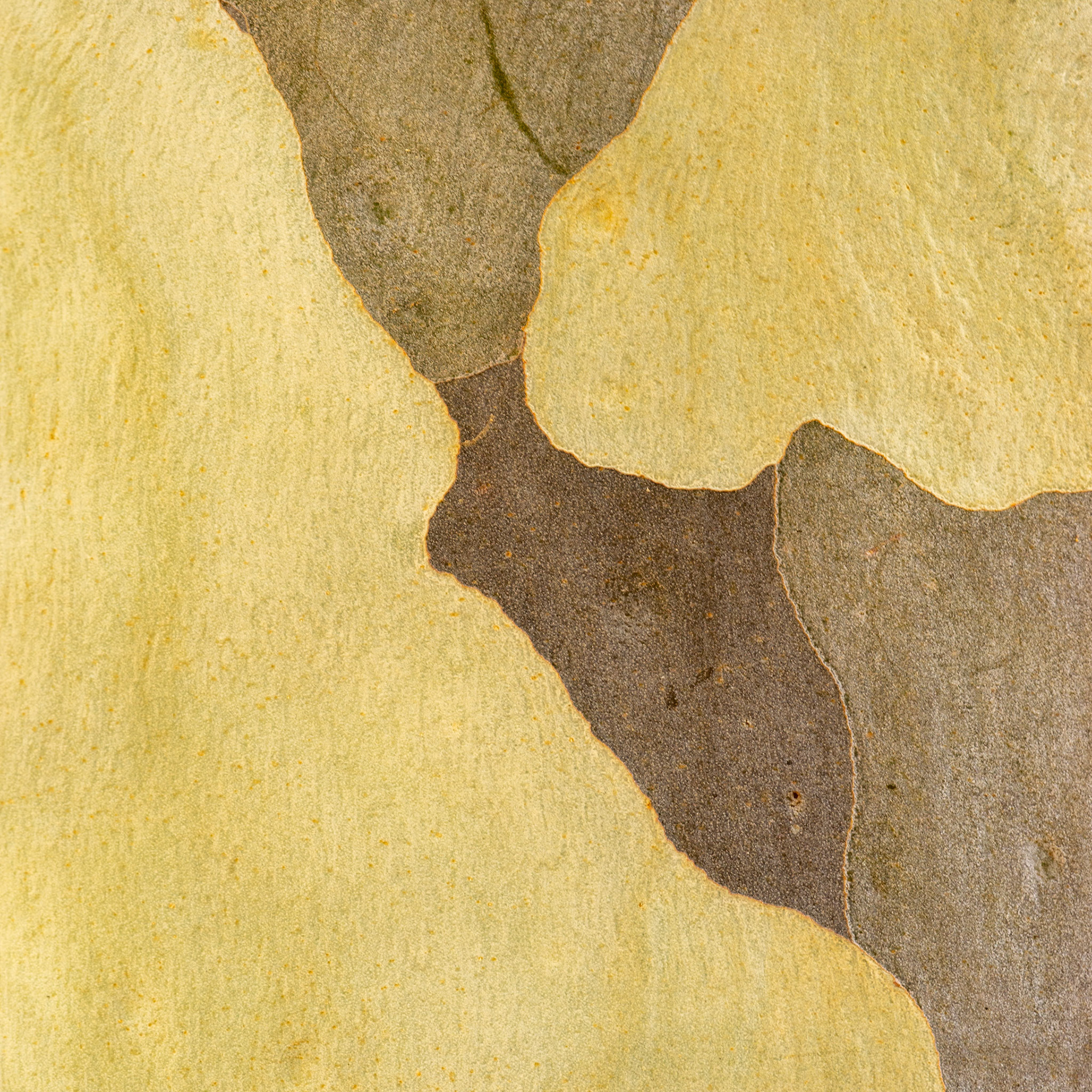 Bark Map