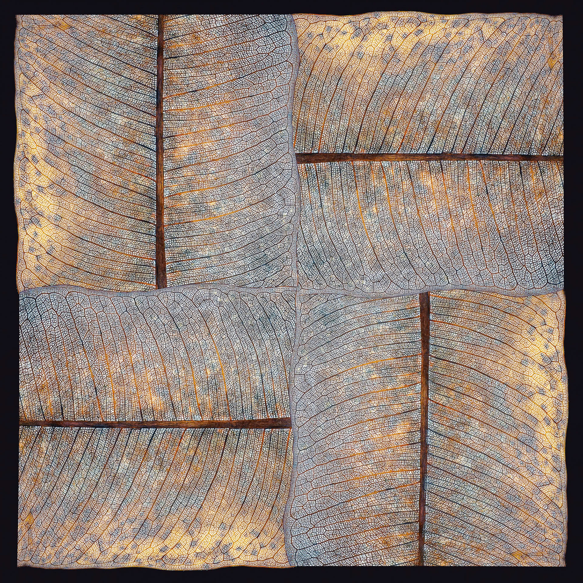Figtree Leaf Study No2