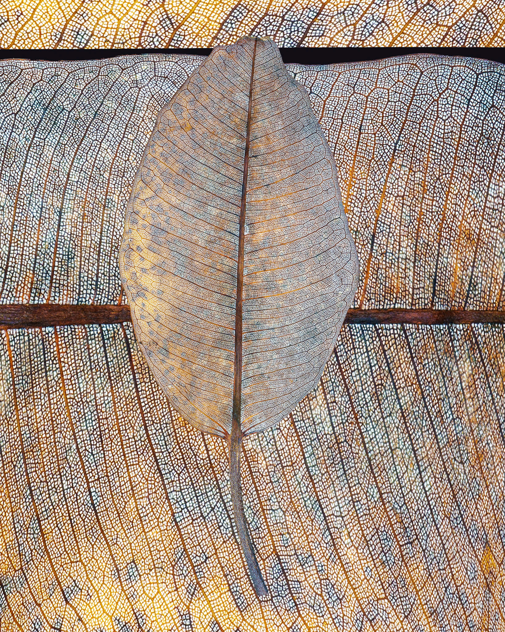 Figtree Leaf Study No1