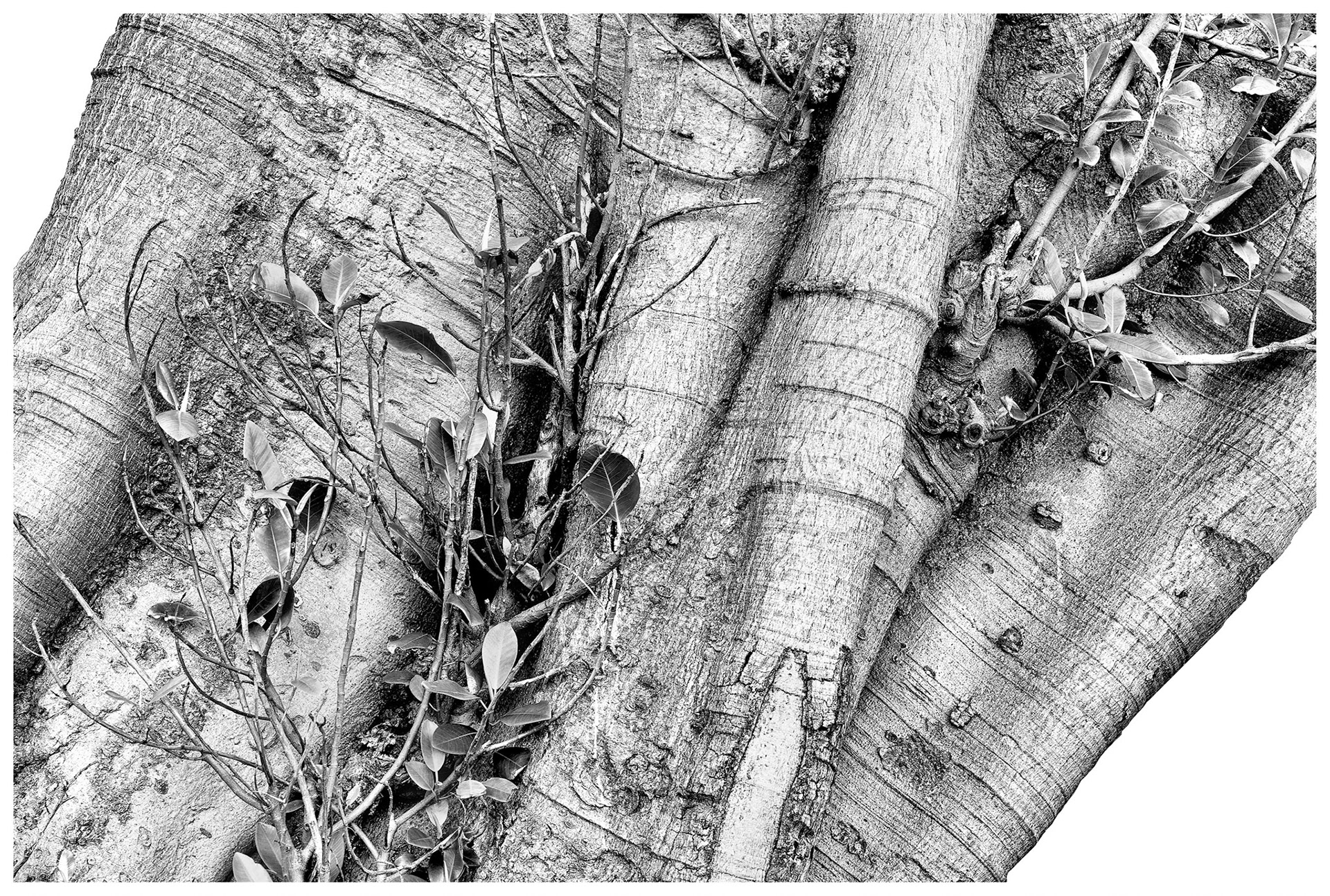 Moreton Bay Fig Tree - Trunk