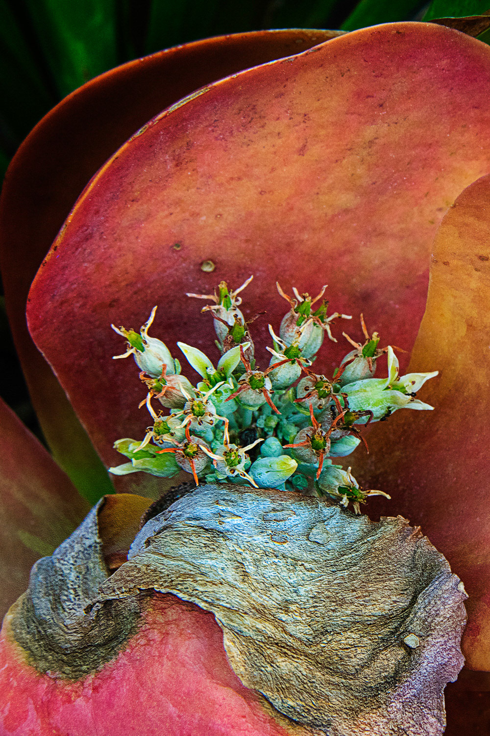 Succulent Flowers