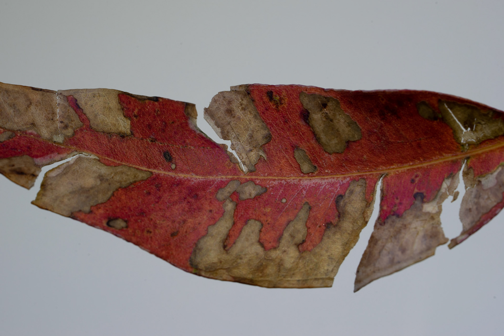 Eucalytpus Leaf
