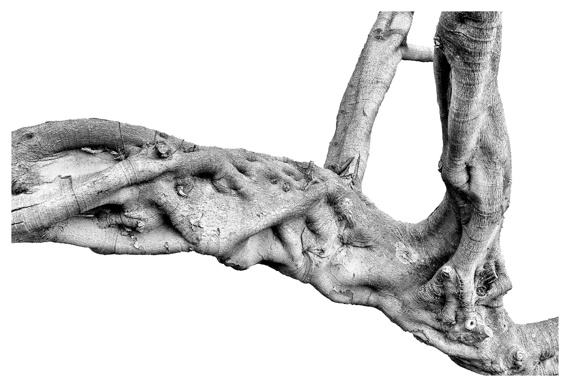 Moreton Bay Fig Tree - Branch