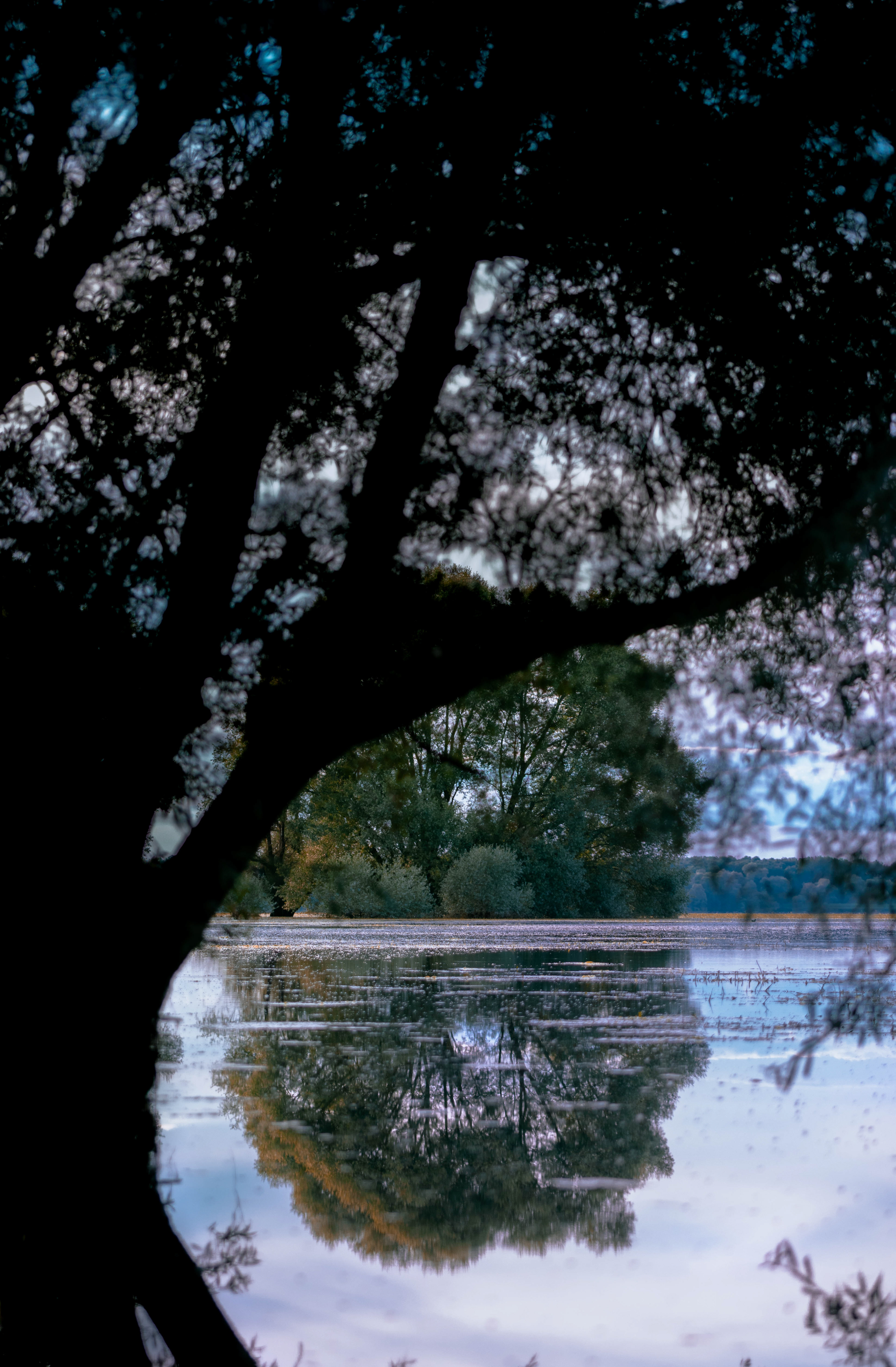 Lac de la forêt d'Orient