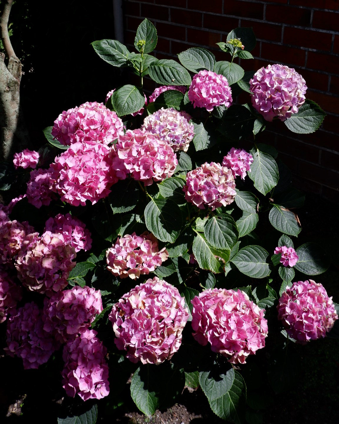 Nana Mary's Garden, 2023.