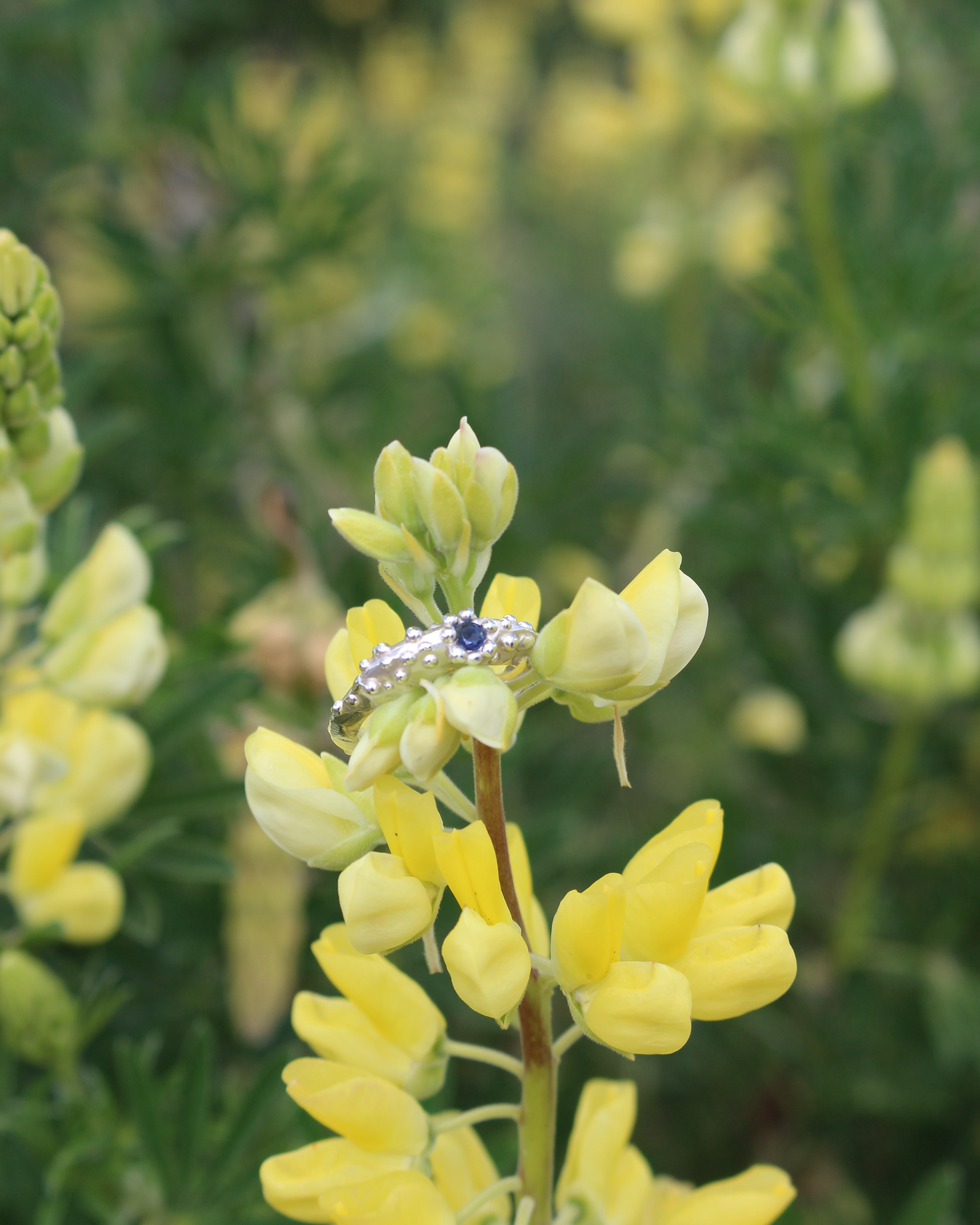 Lost Treasure Ring, 2022. Sterling silver, natural sapphire.