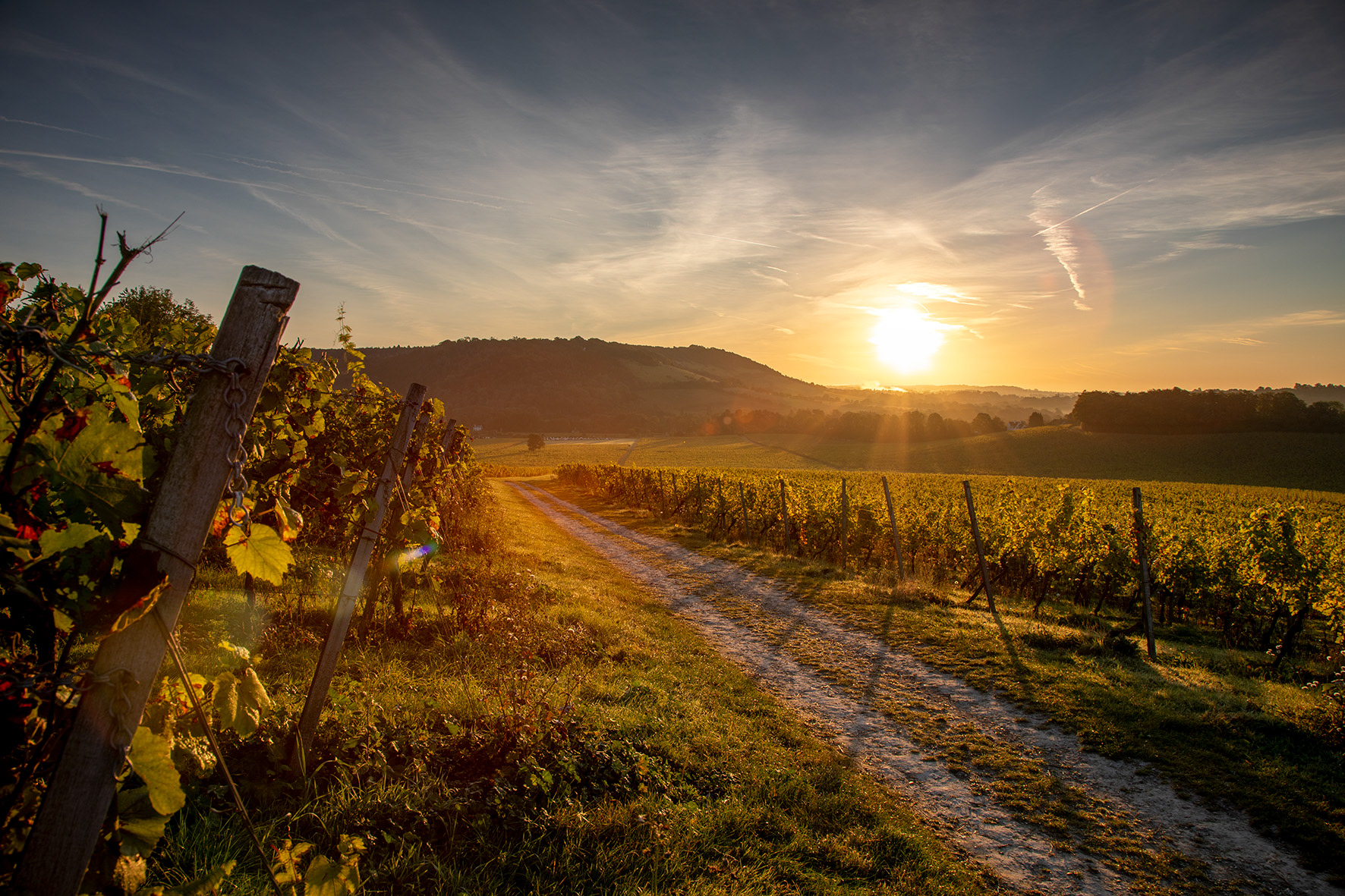 Sunrise at Denbies Vineyard - Dorking