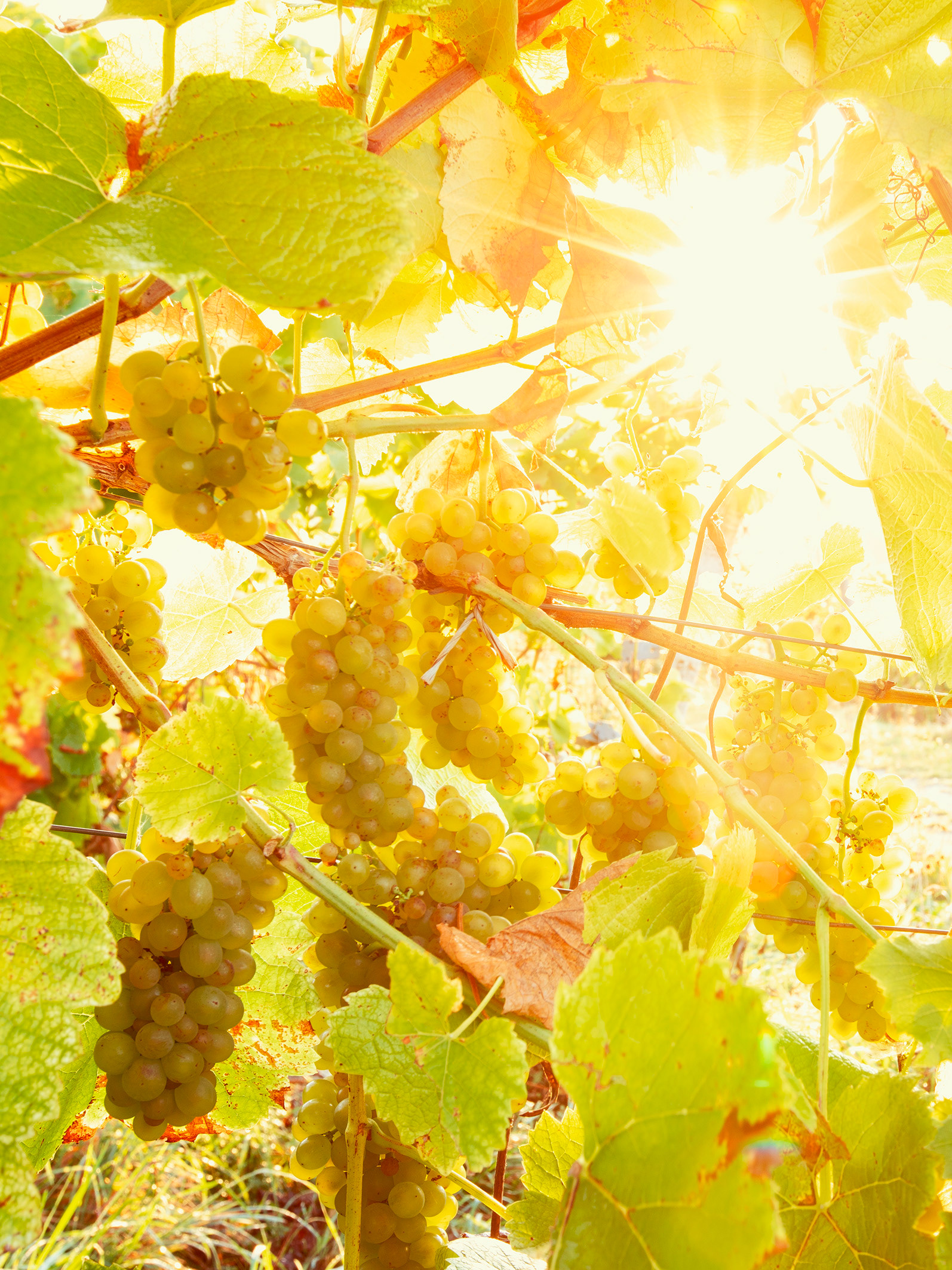 Denbies Vineyard - Dorking