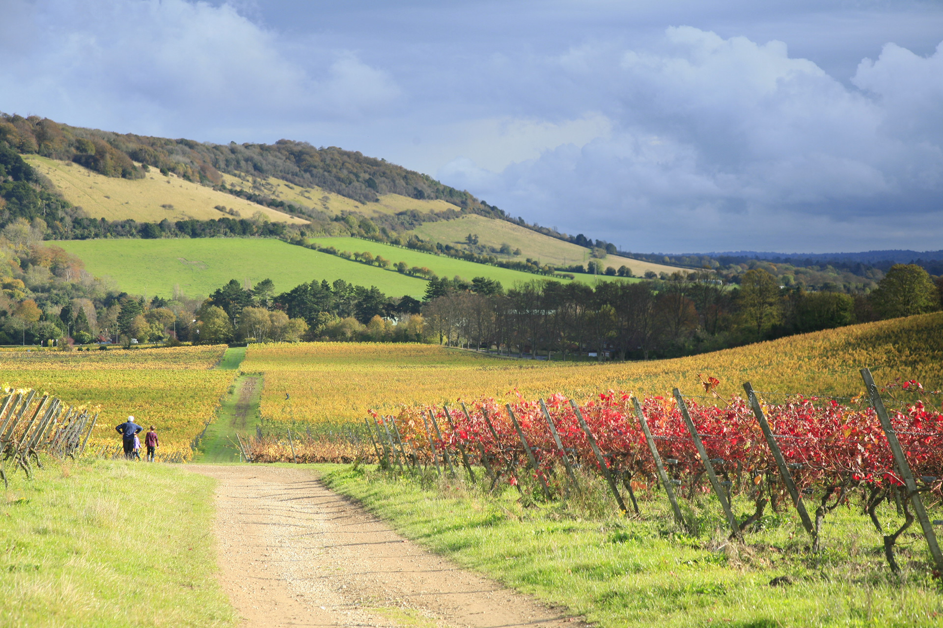 Denbies Vinyard - Dorking