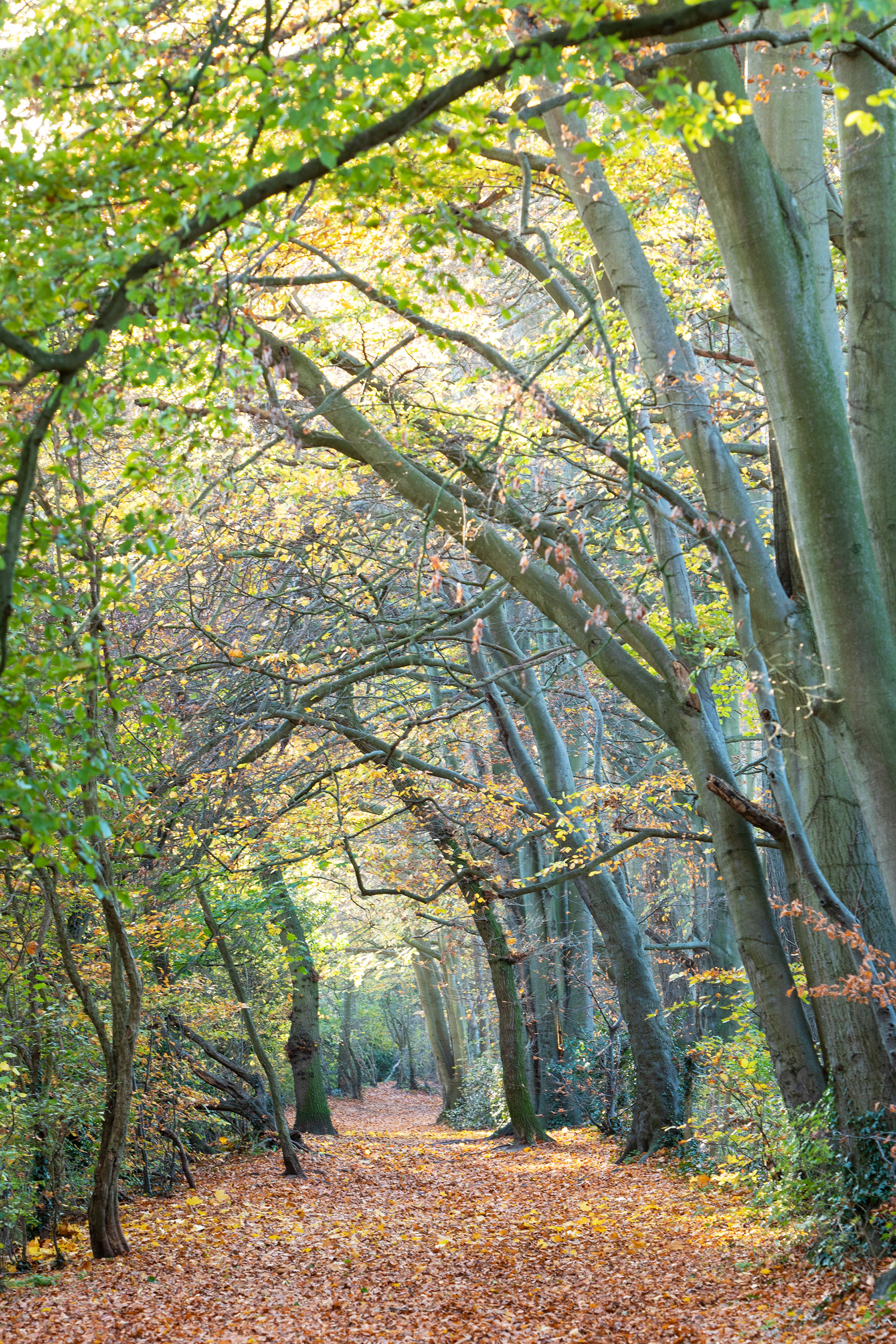 Crampshaw Lane Ashtead