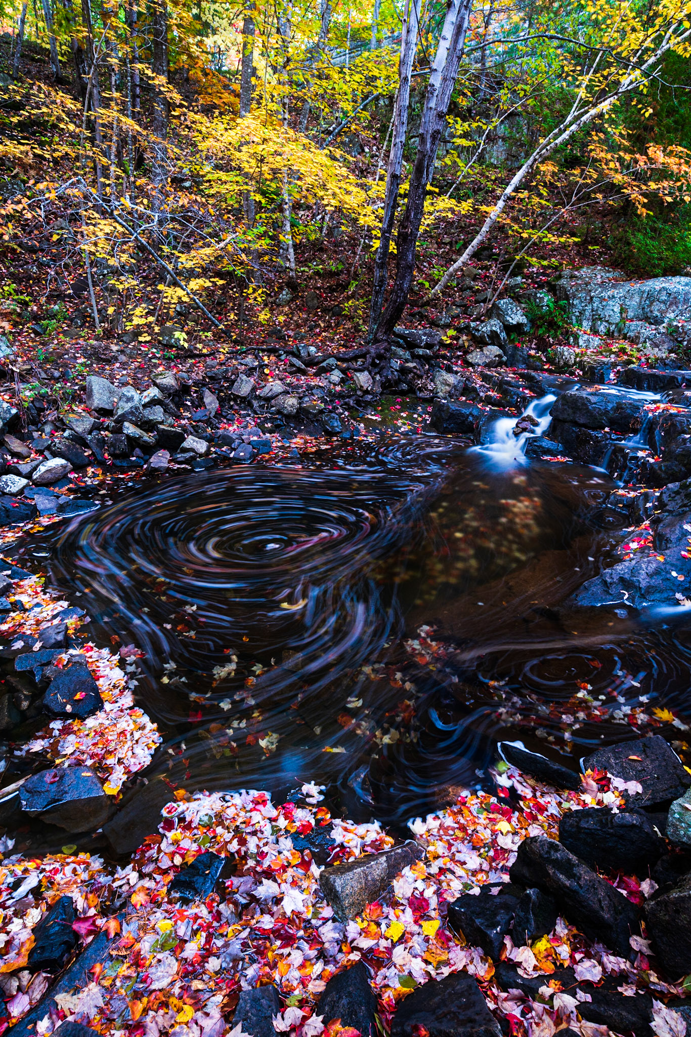 Duck Brook Eddy, Acadia NP 2019
