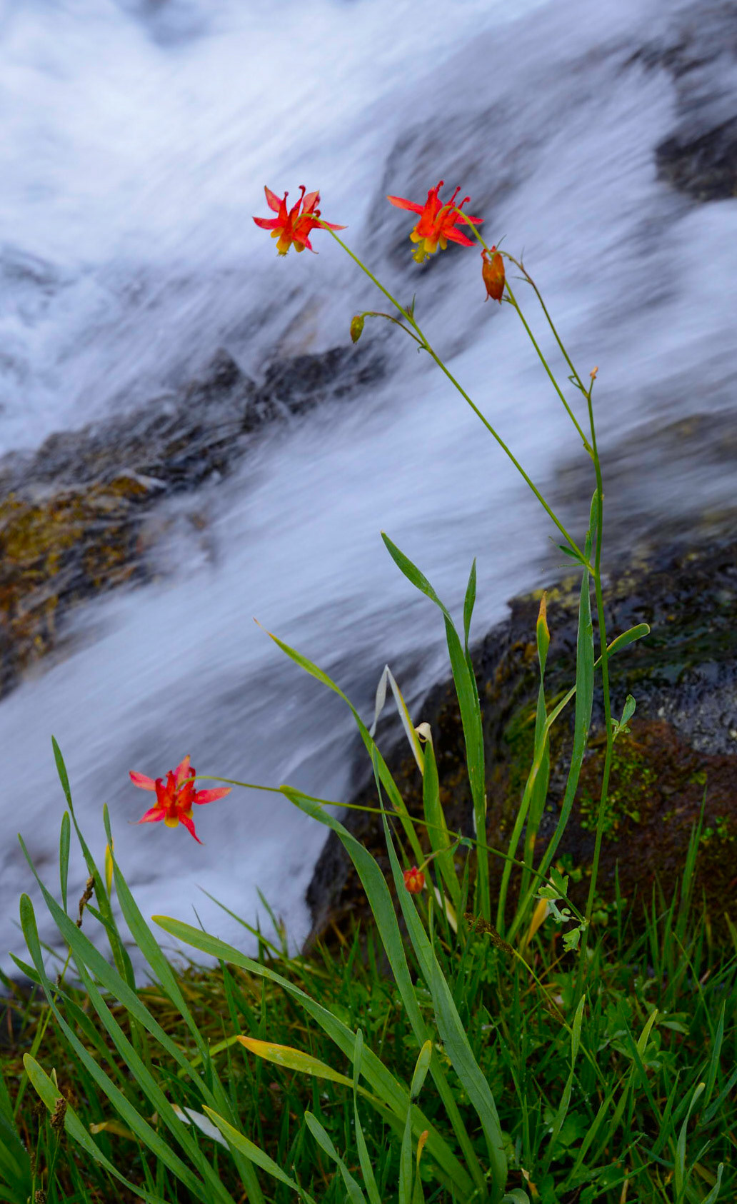 Lundy Canyon