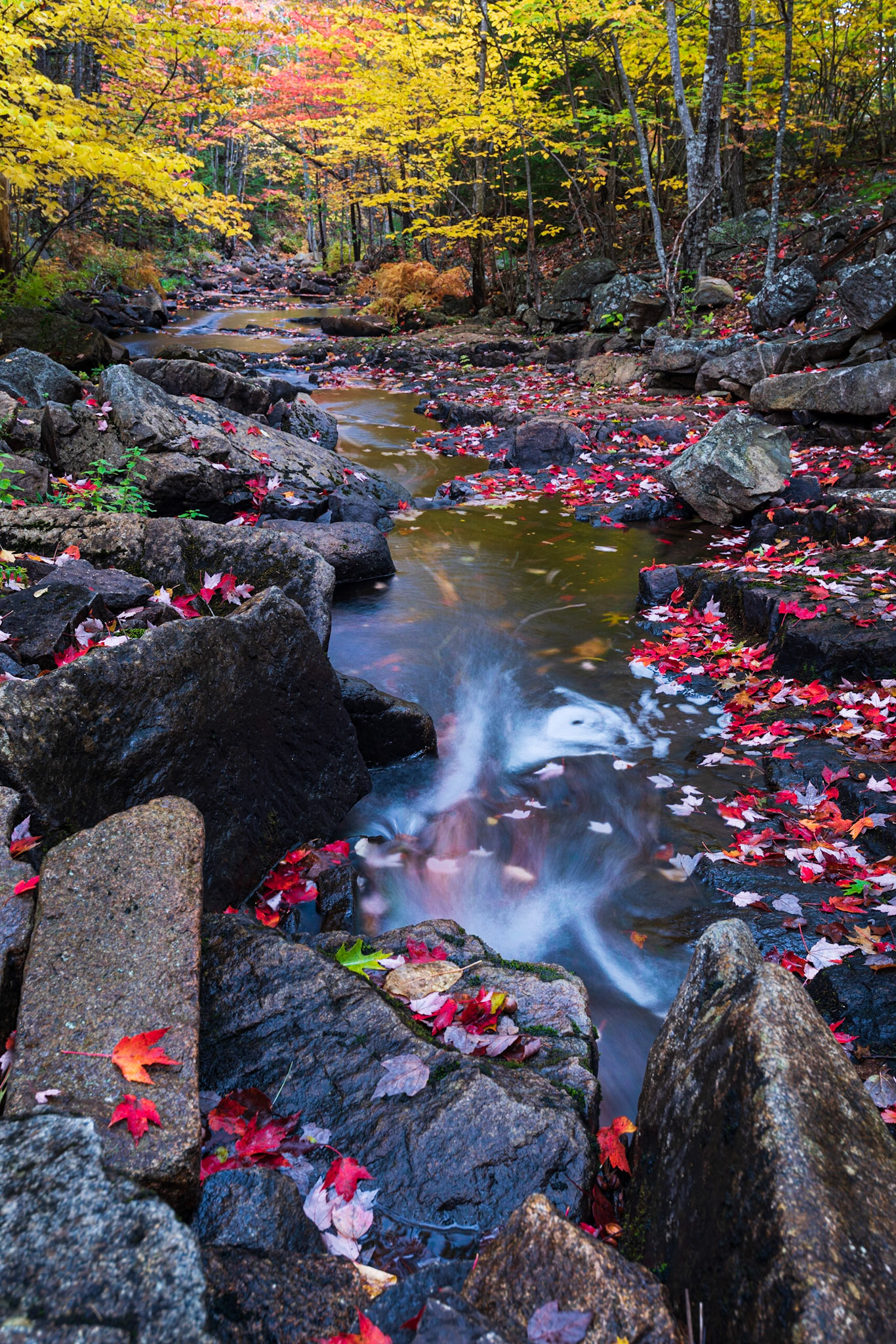 Duck Brook Color