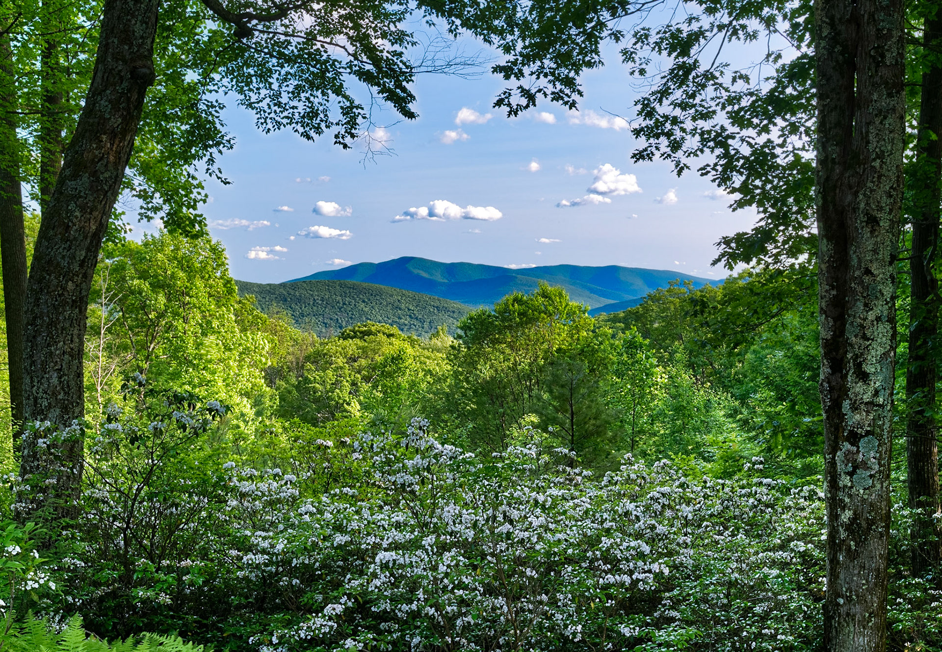 Catskill Vista, Su'19