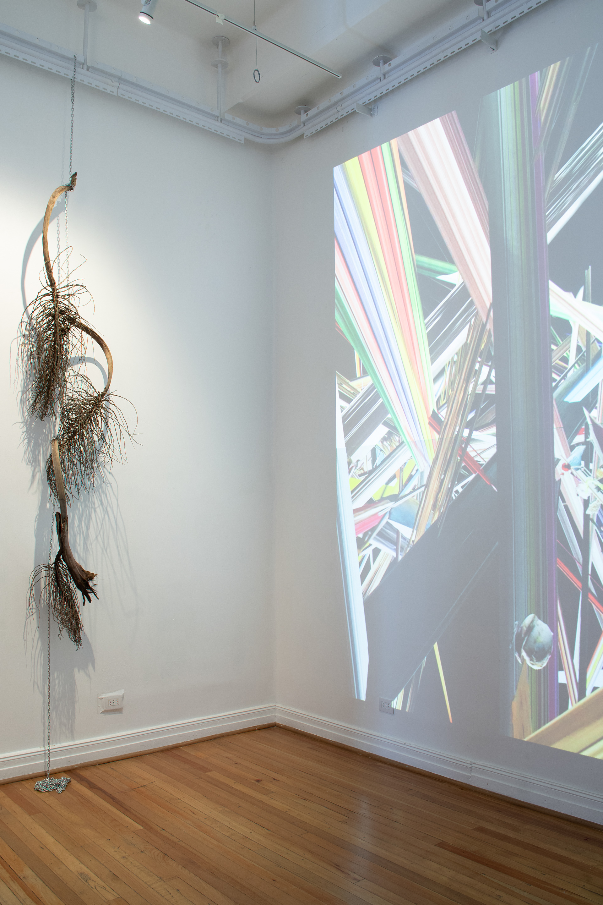 Devenir Cucaracha 2024 , Espacio 218