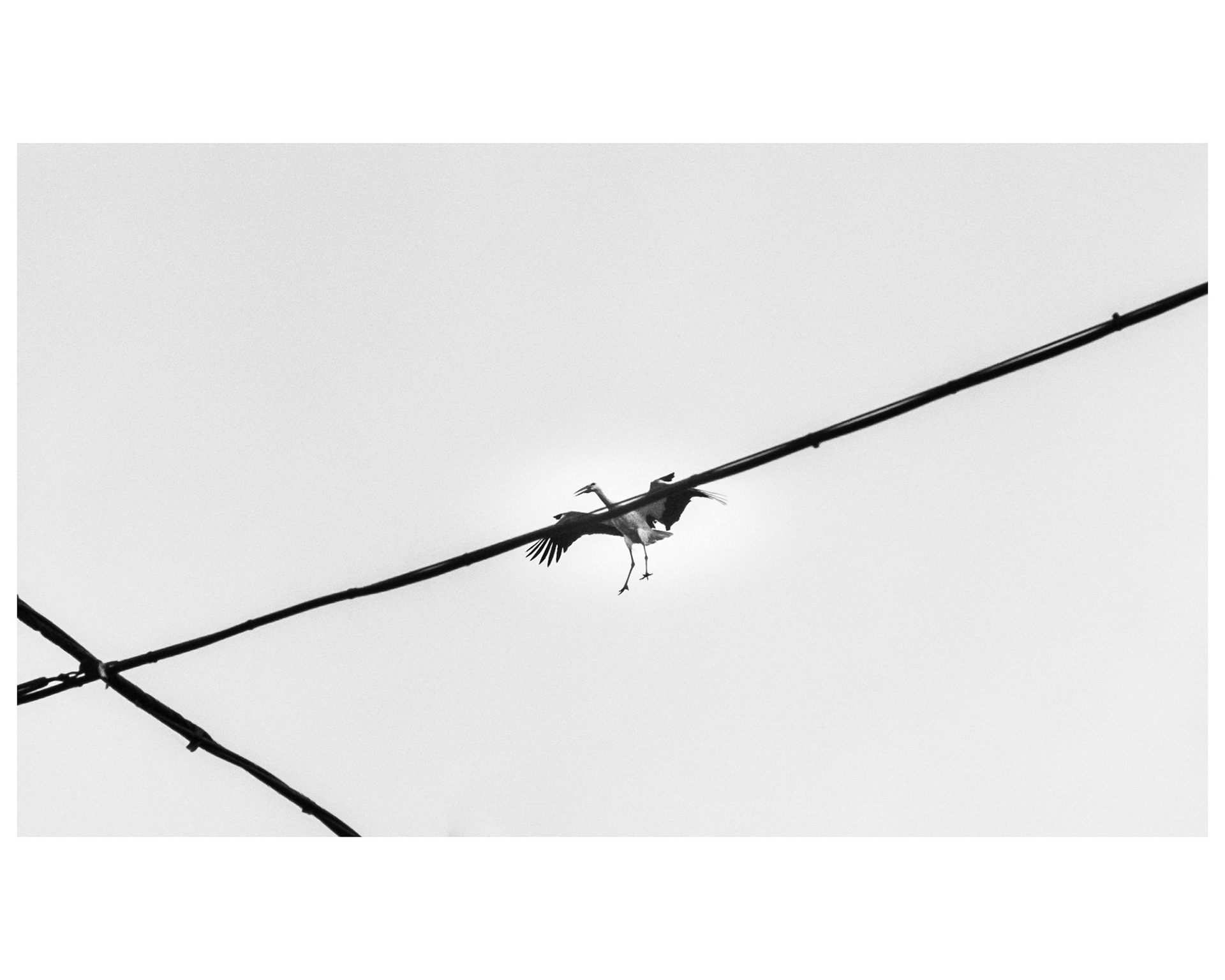 I love animals by Naikari Díaz