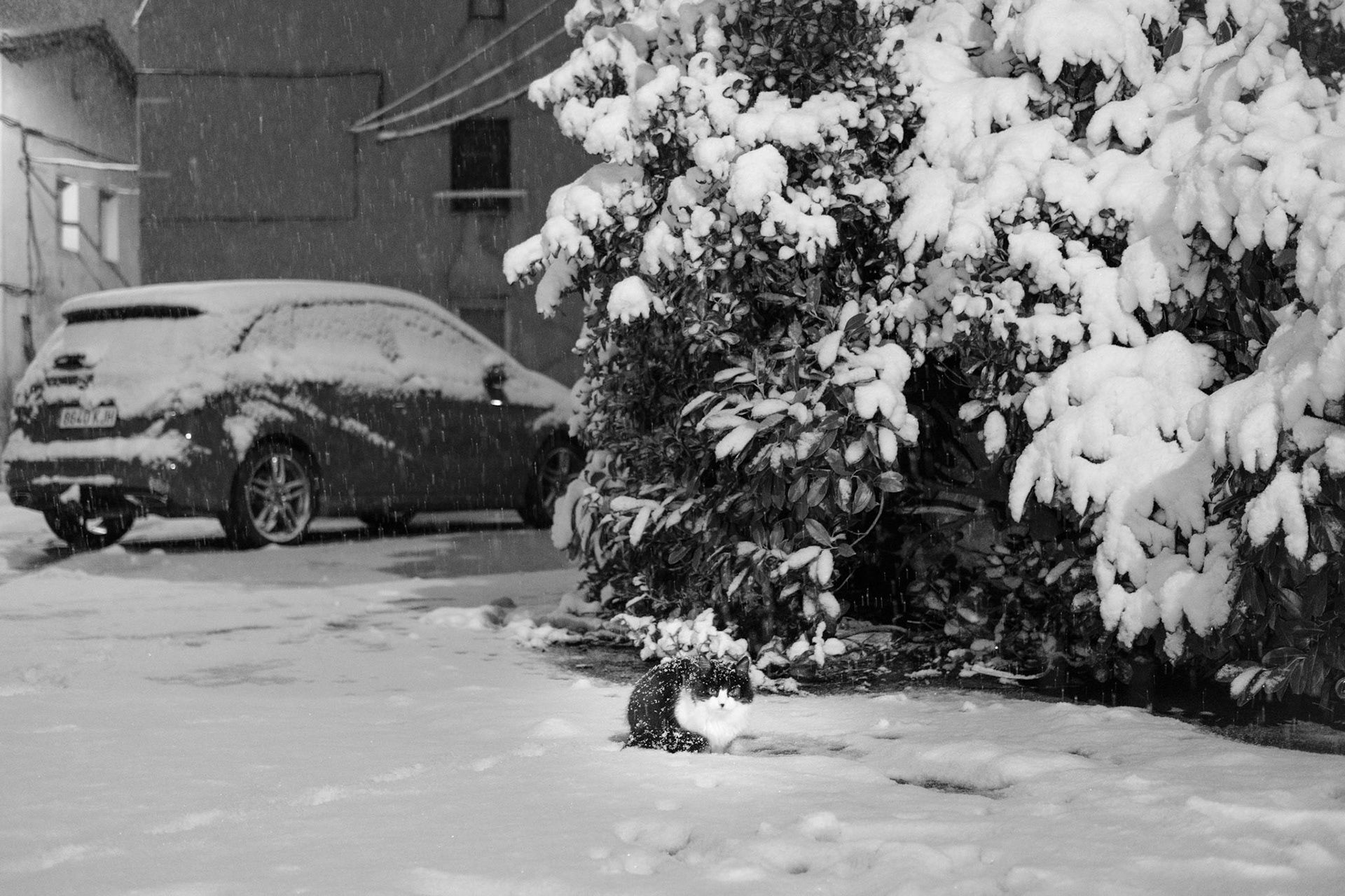 I love animals by Naikari Díaz