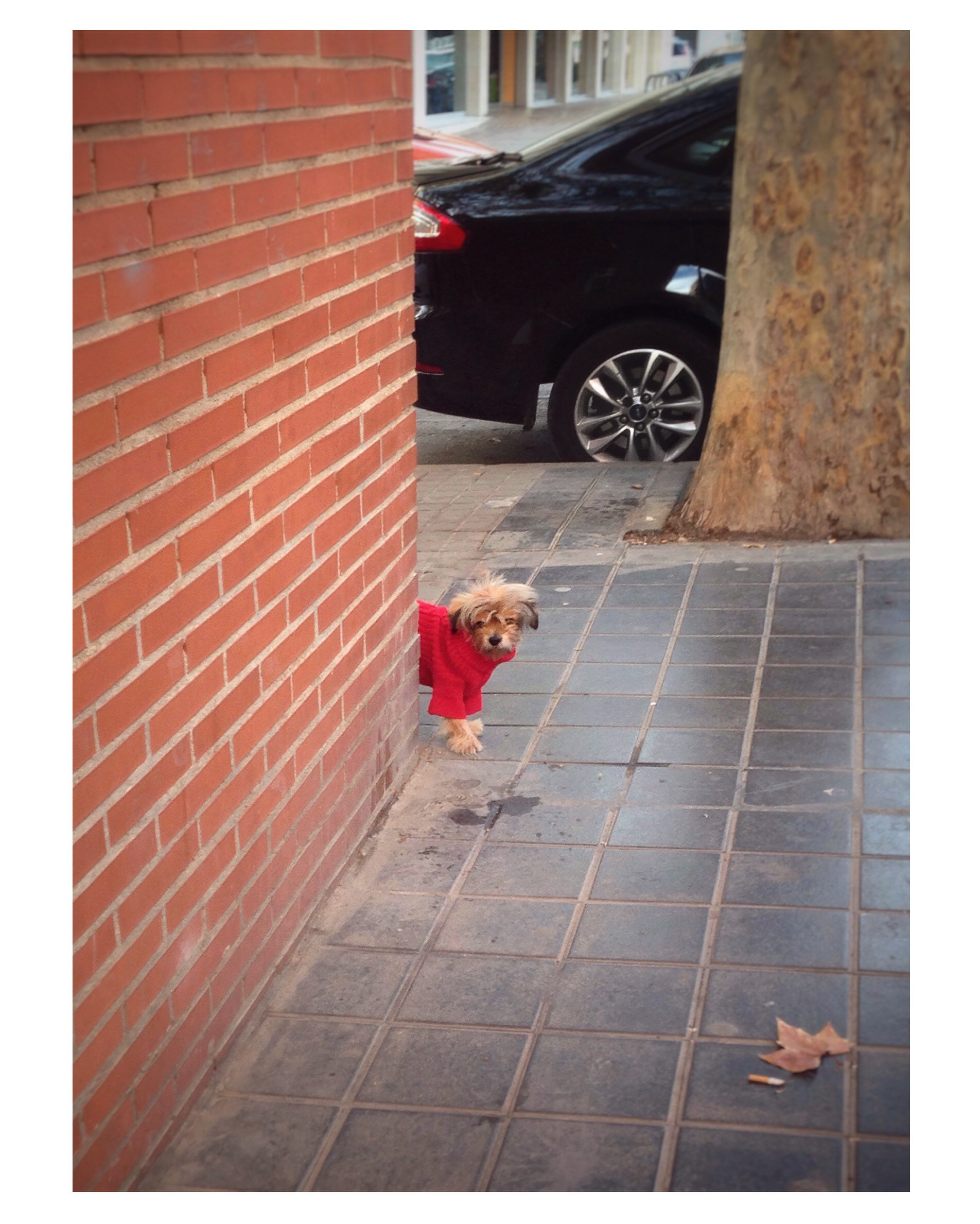 I love animals by Naikari Díaz