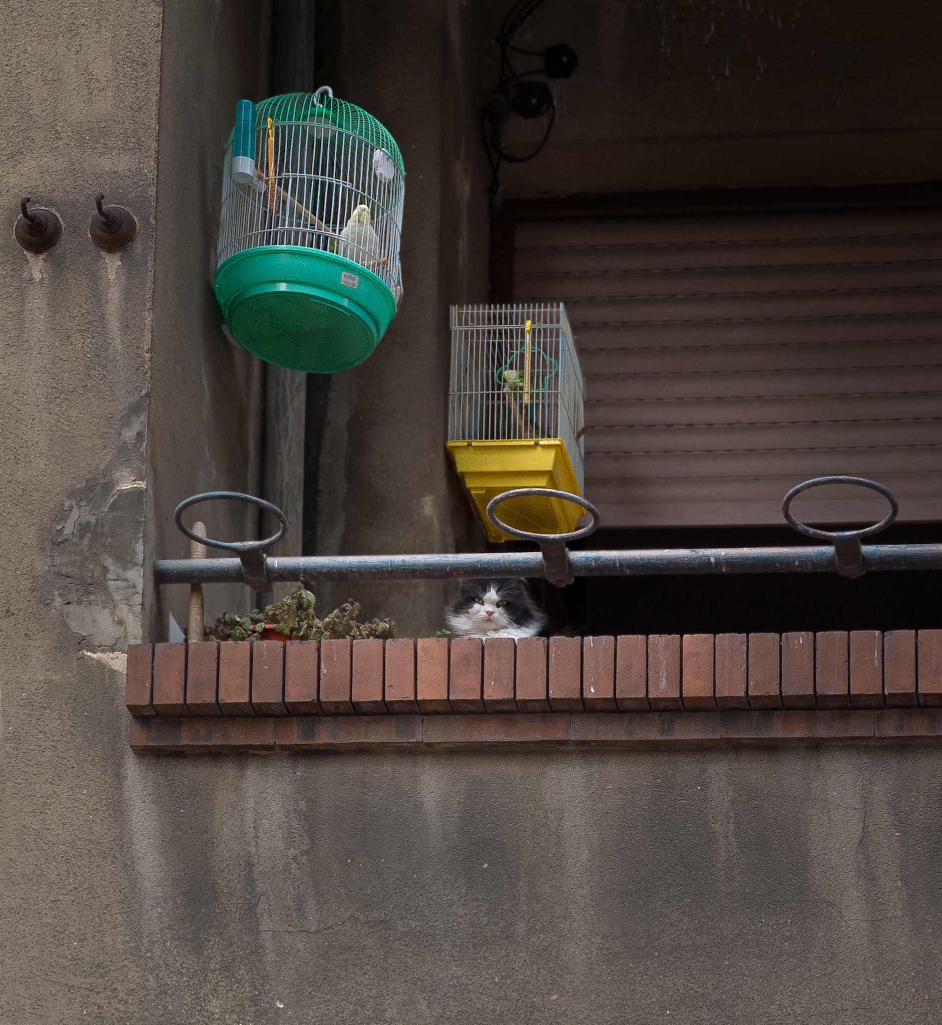 I love animals by Naikari Díaz