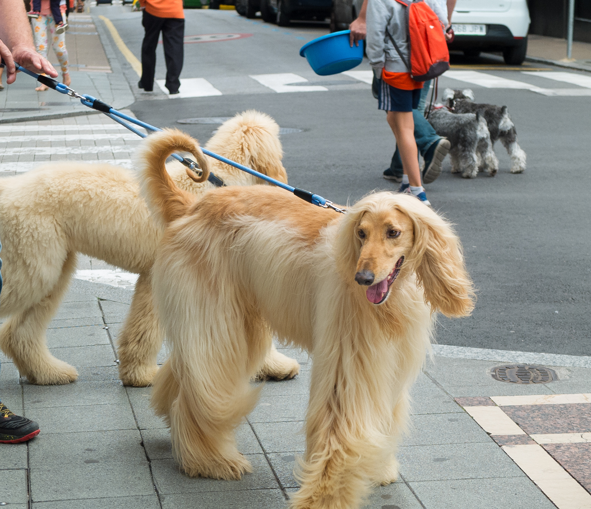 I love animals by Naikari Díaz