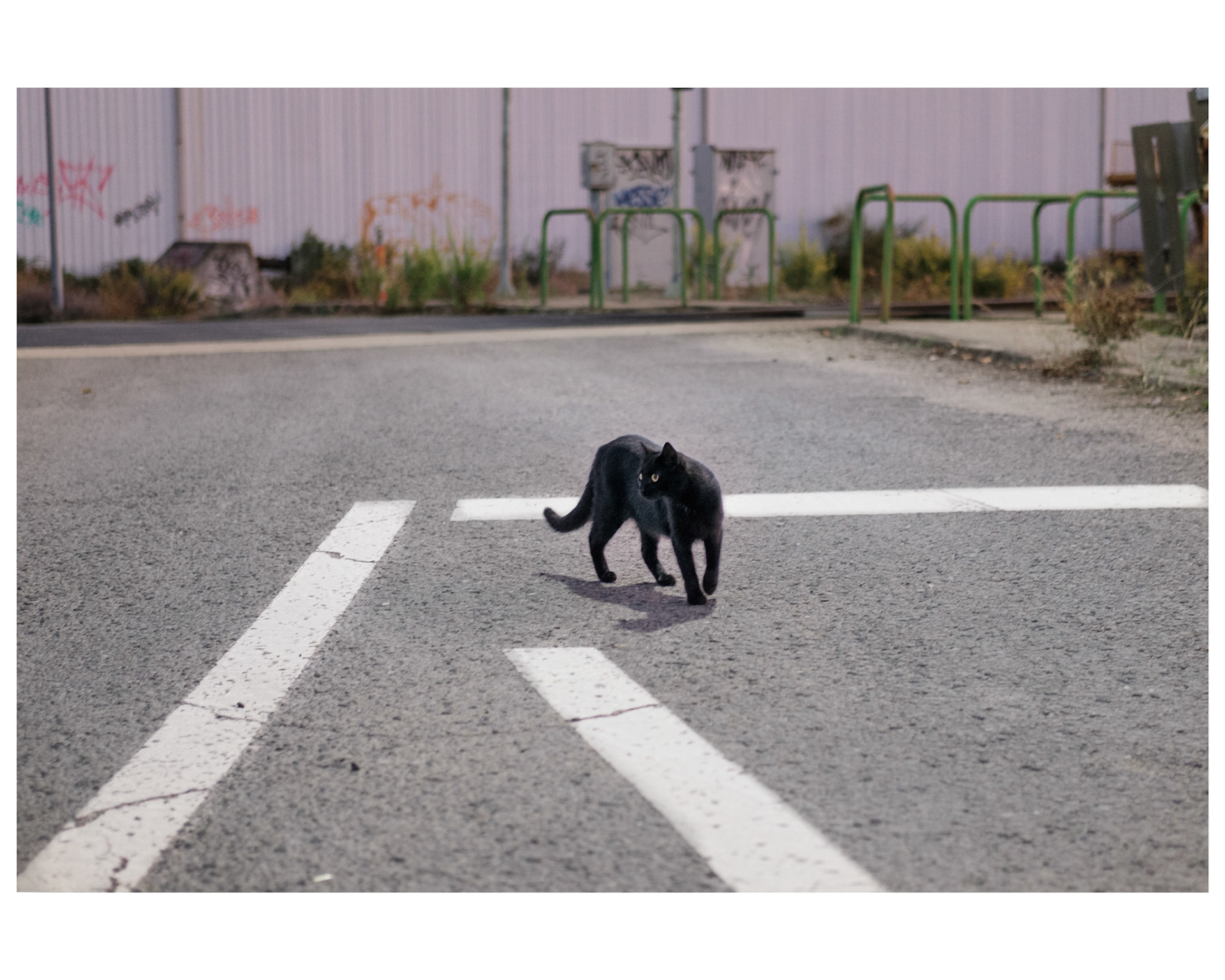 I love animals by Naikari Díaz