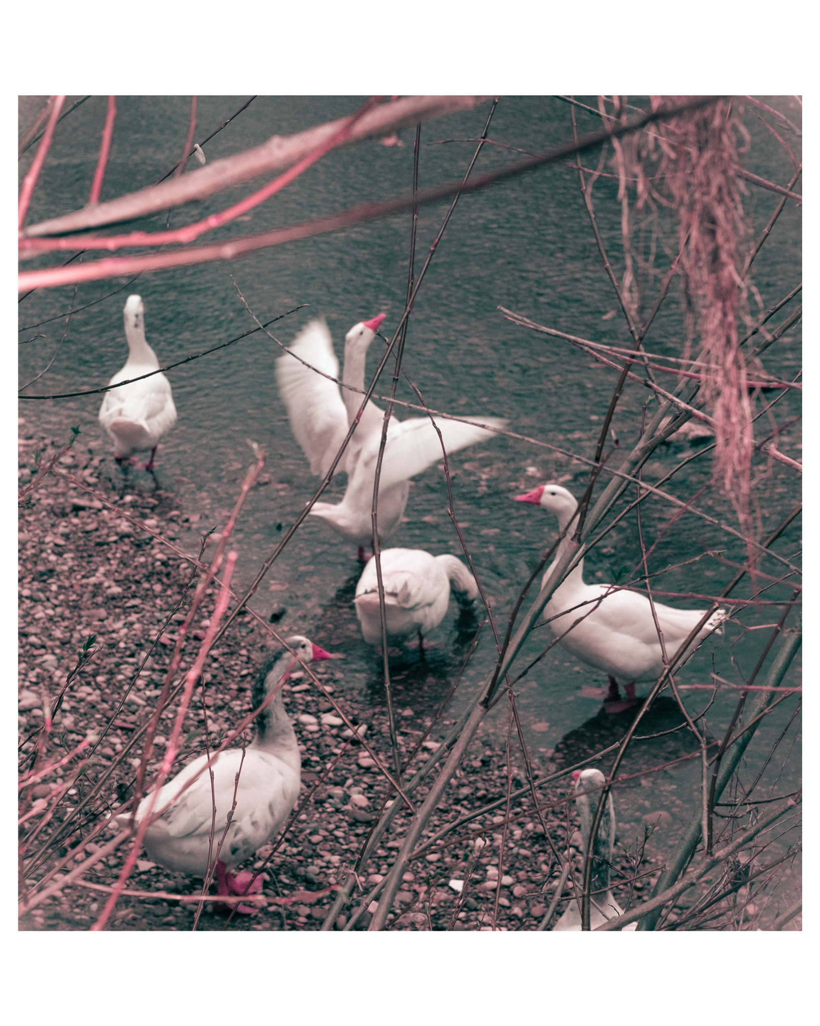 I love animals by Naikari Díaz