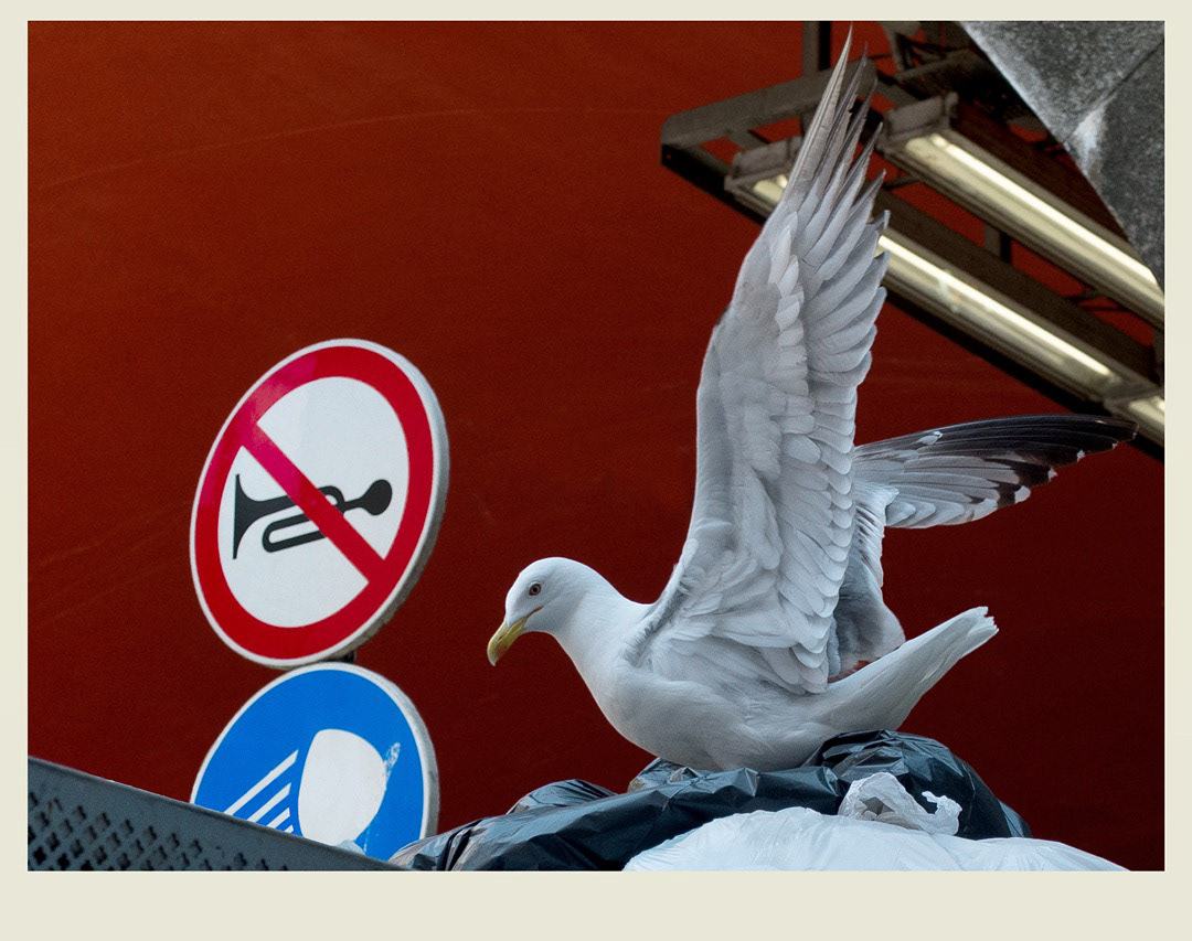 I love animals by Naikari Díaz