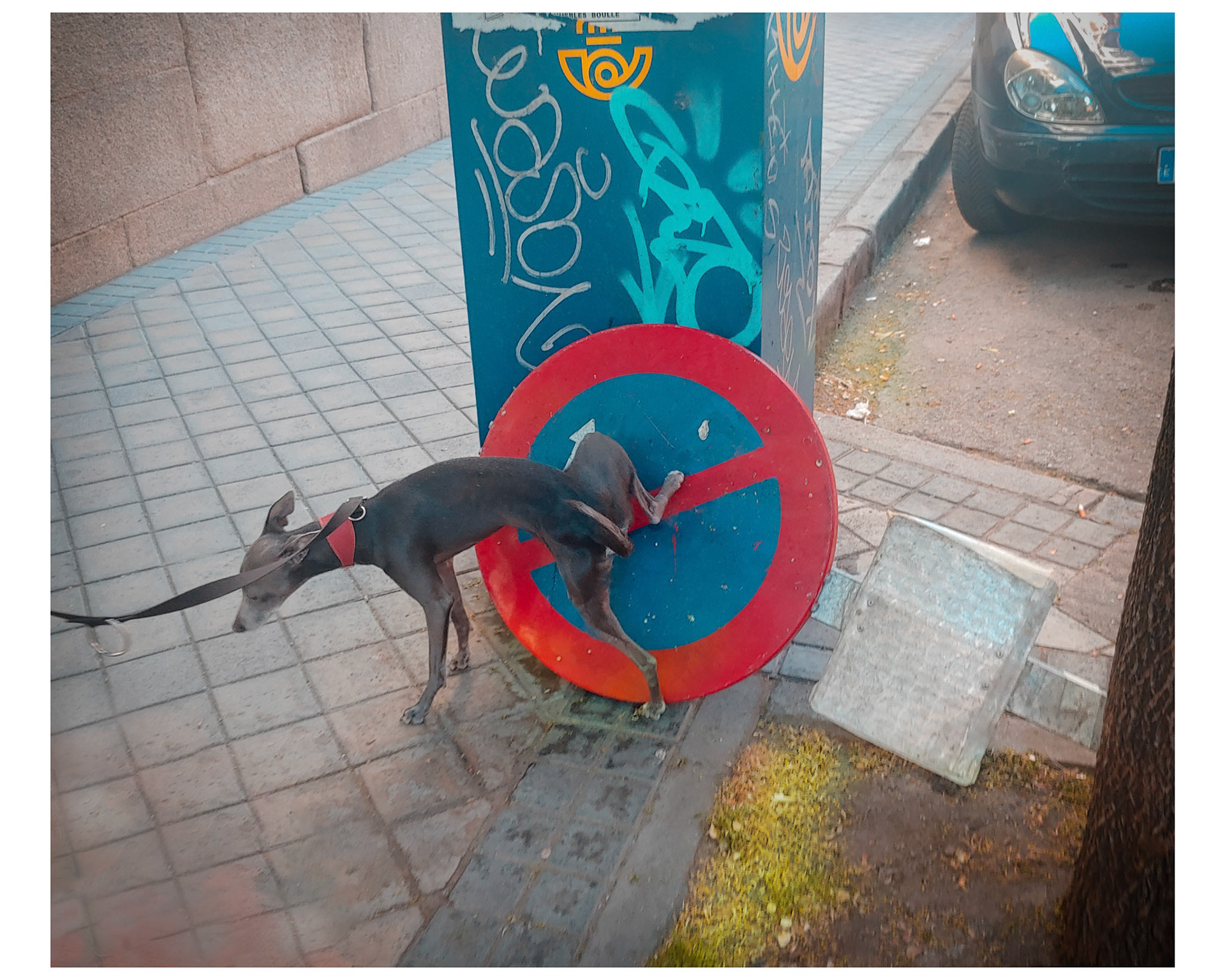 I love animals by Naikari Díaz