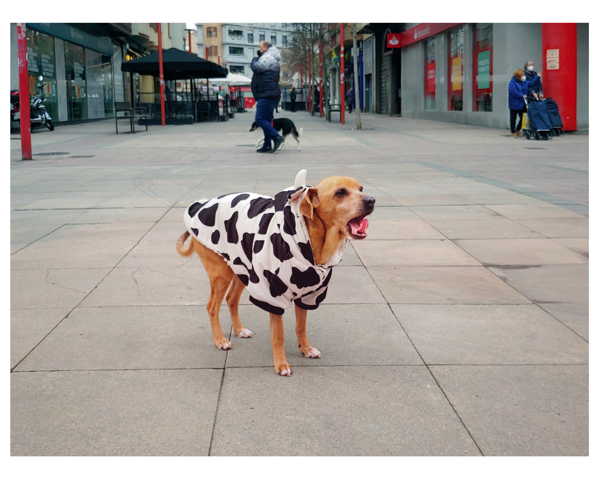 I love animal series