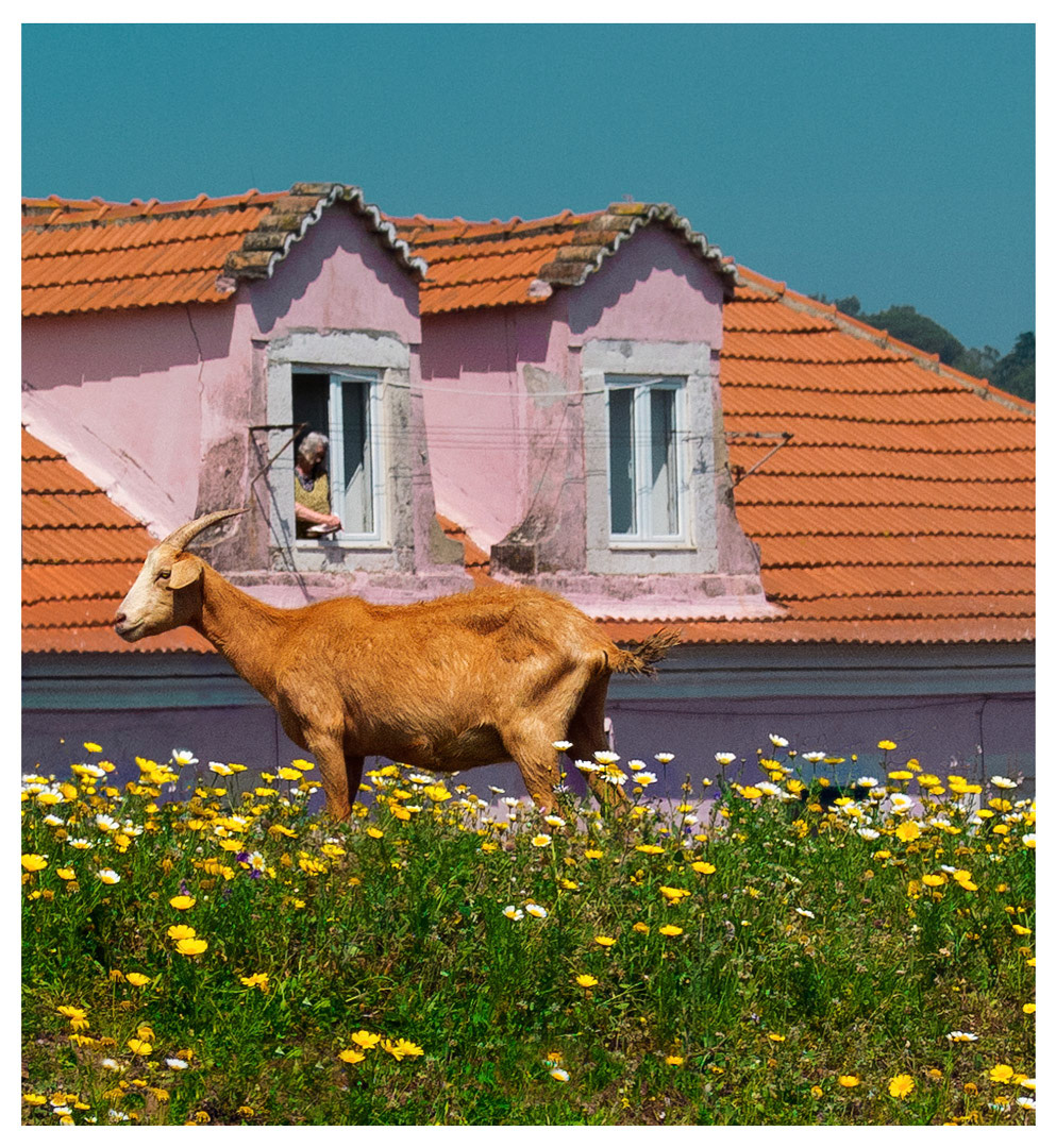 I love animals by Naikari Díaz