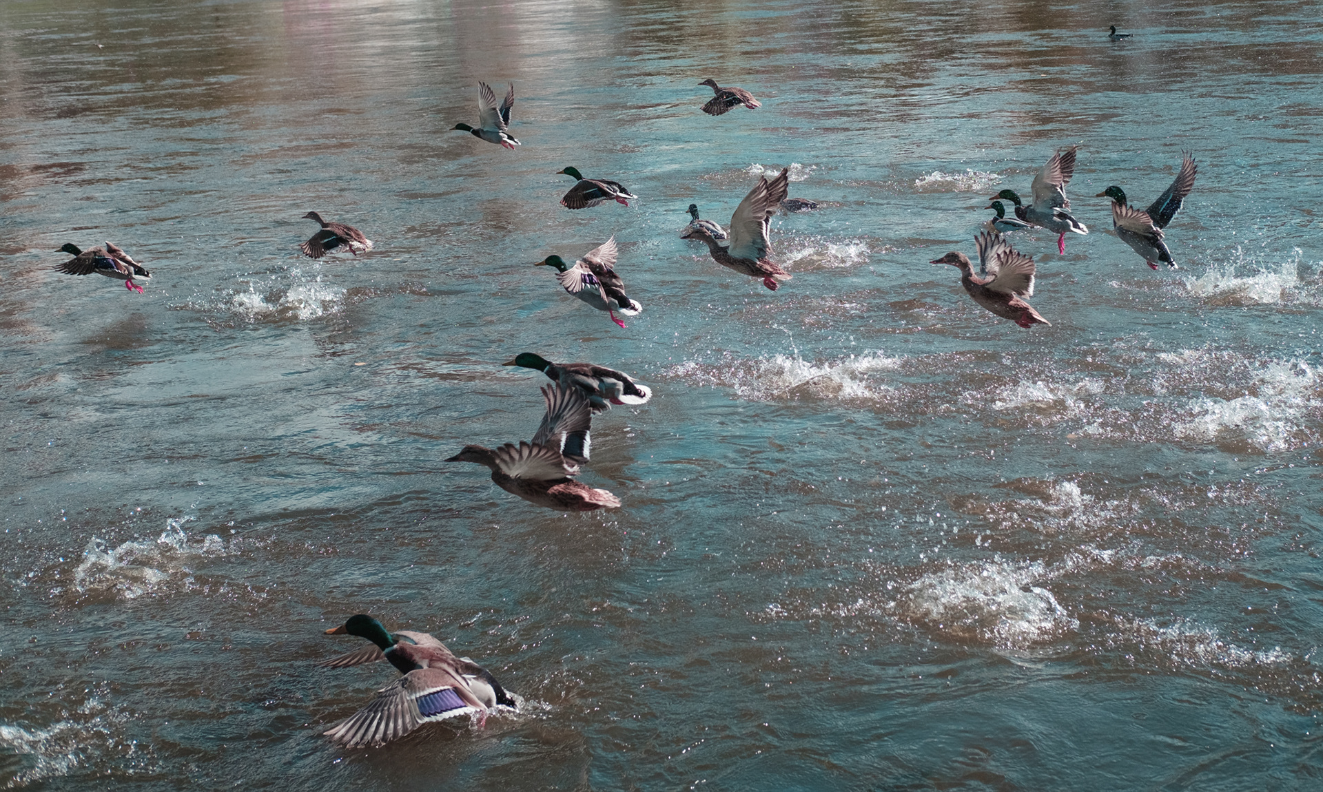 I love animals by Naikari Díaz