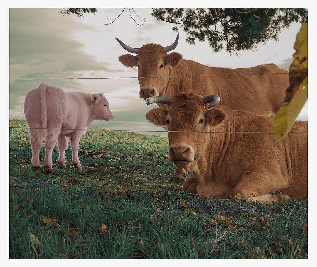 I love animals by Naikari Díaz