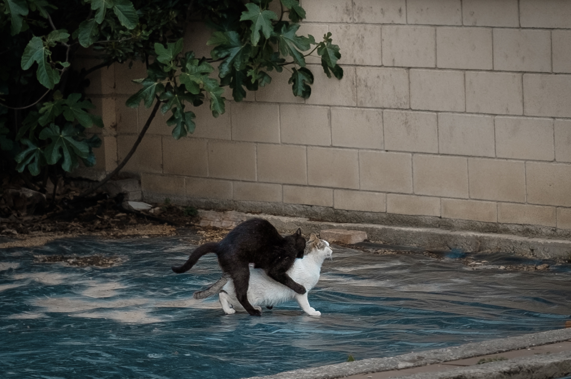 I love animals by Naikari Díaz