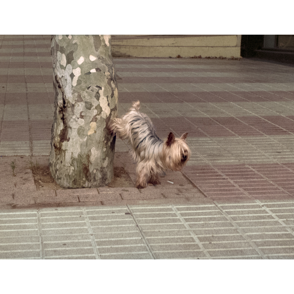 I love animals by Naikari Díaz