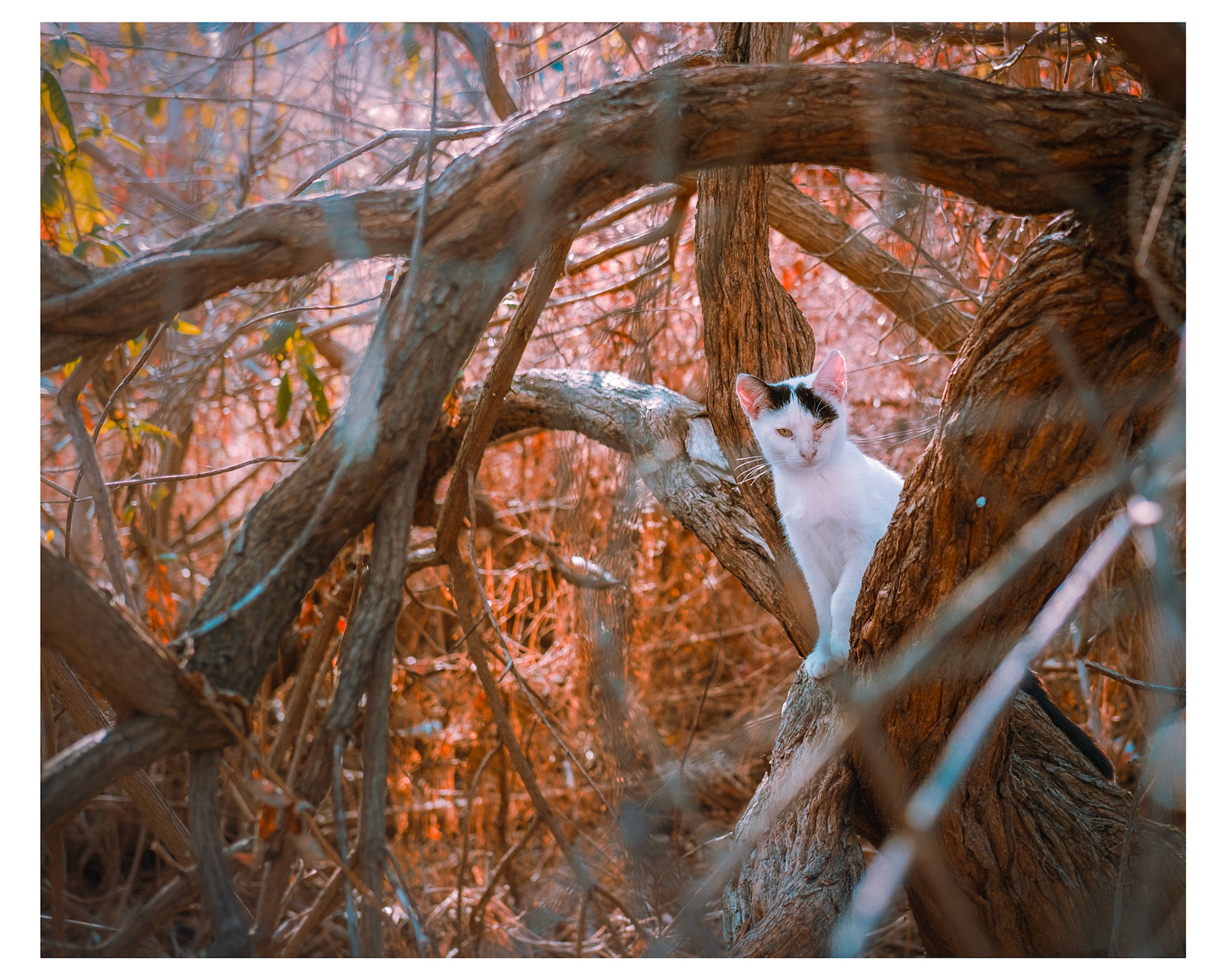 I love animals by Naikari Díaz