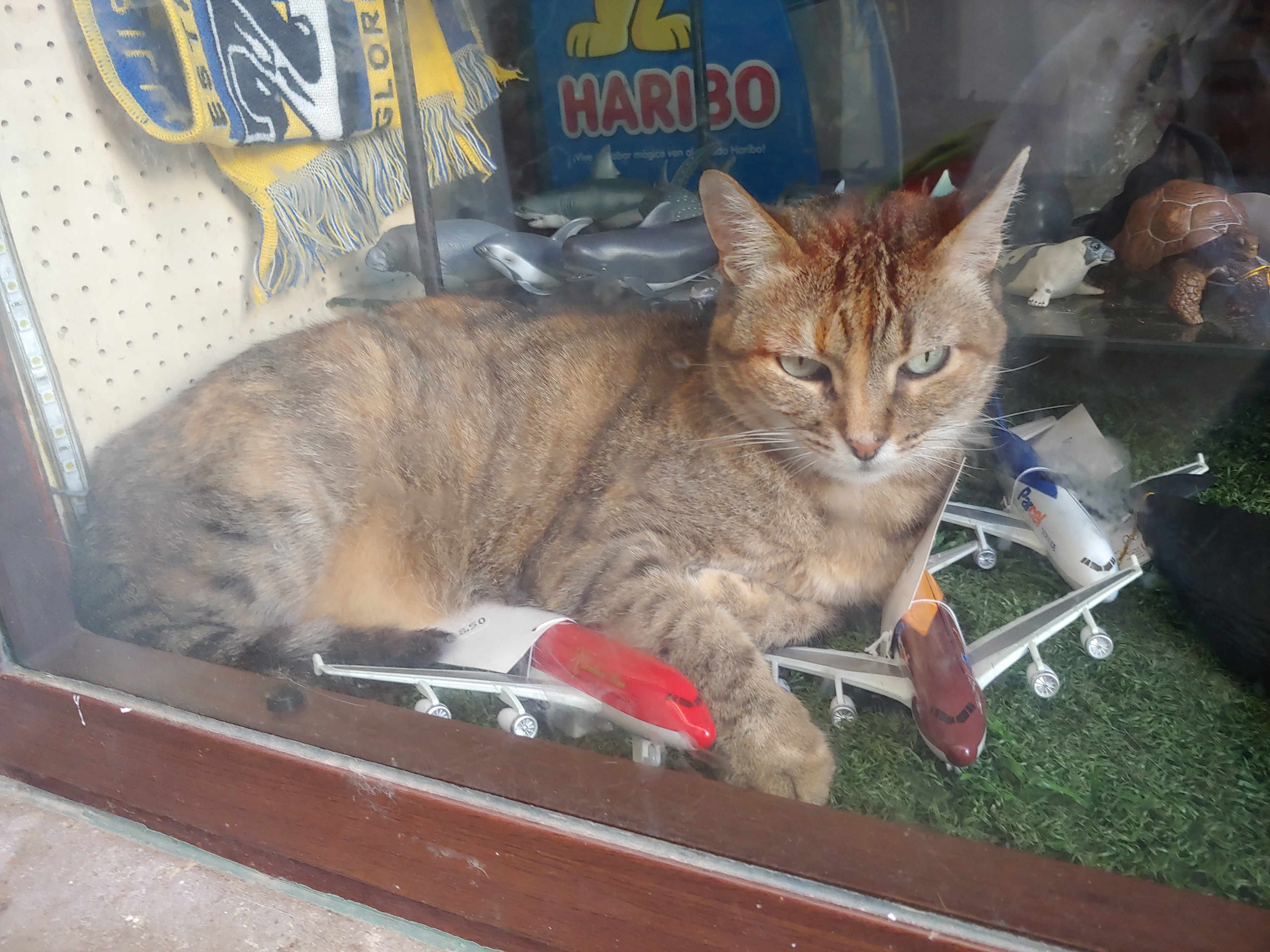 I love animals by Naikari Díaz