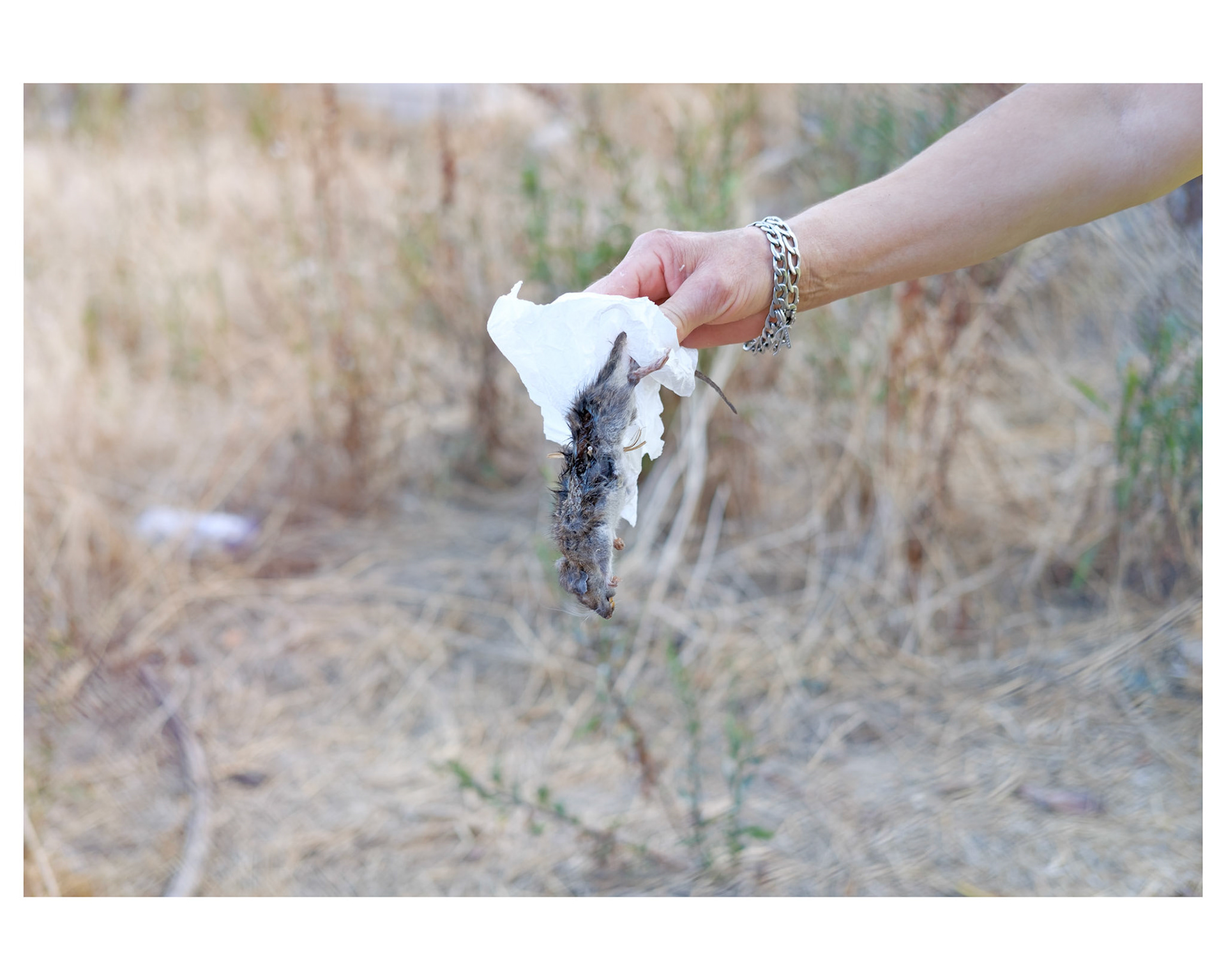 I love animals by Naikari Díaz