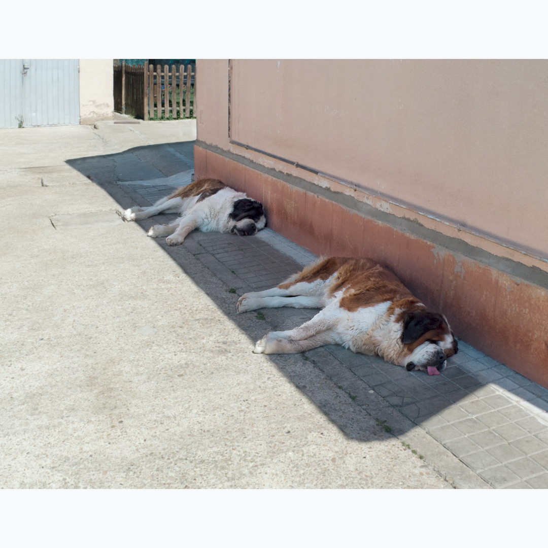 I love animals by Naikari Díaz