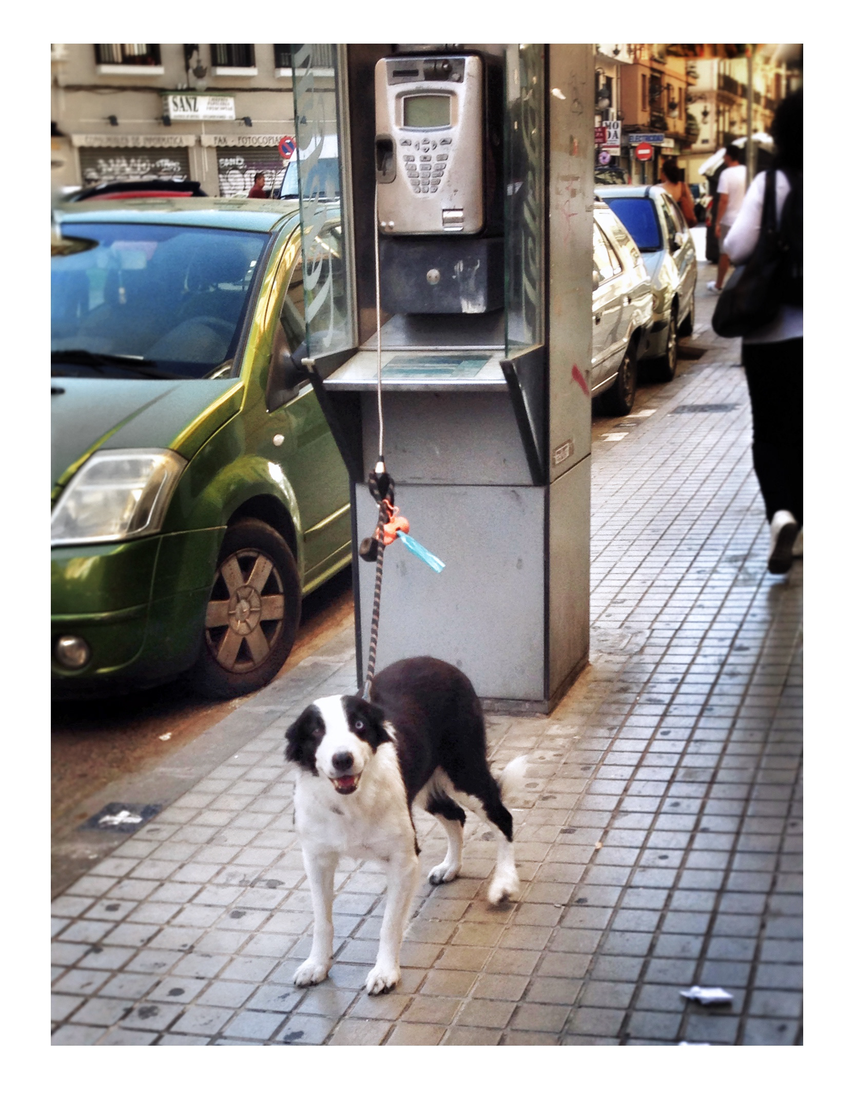 I love animals by Naikari Díaz