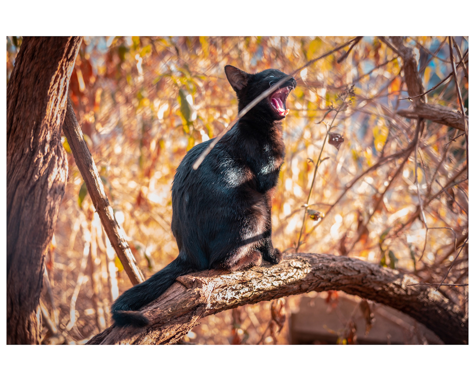 I love animals by Naikari Díaz